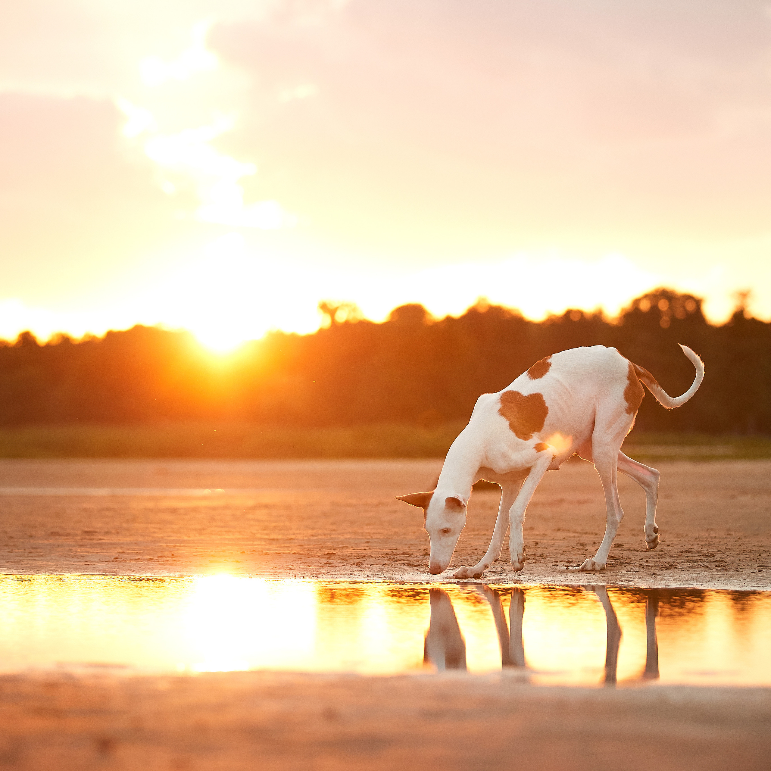 Встречаем рассвет с Байлой. ФОТОГРАФ-АНИМАЛИСТ l LANA POLYAKOVA