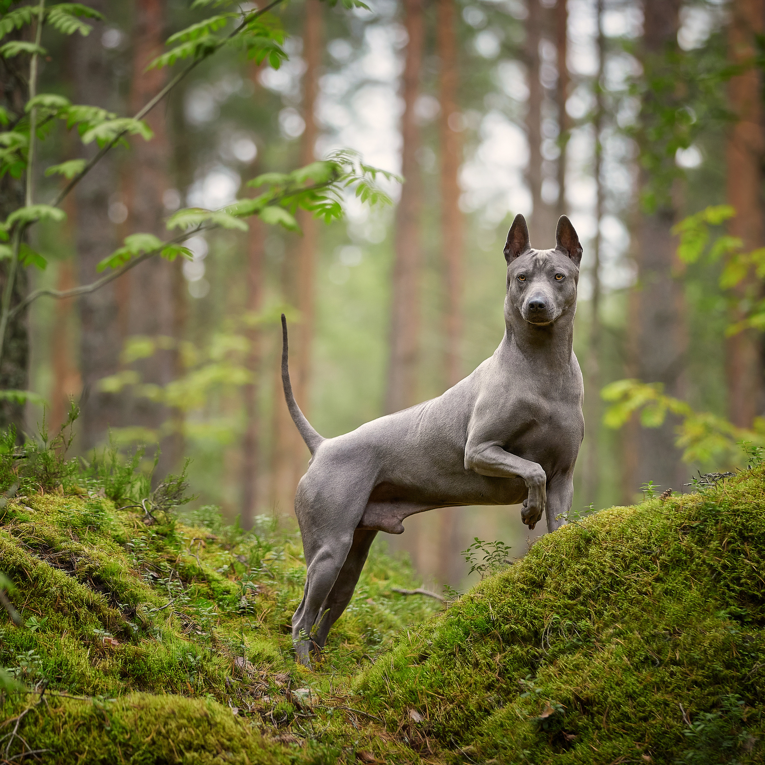 Ласково зову его Хрюндель. Фотопрогулка Вихря. ФОТОГРАФ-АНИМАЛИСТ l LANA POLYAKOVA