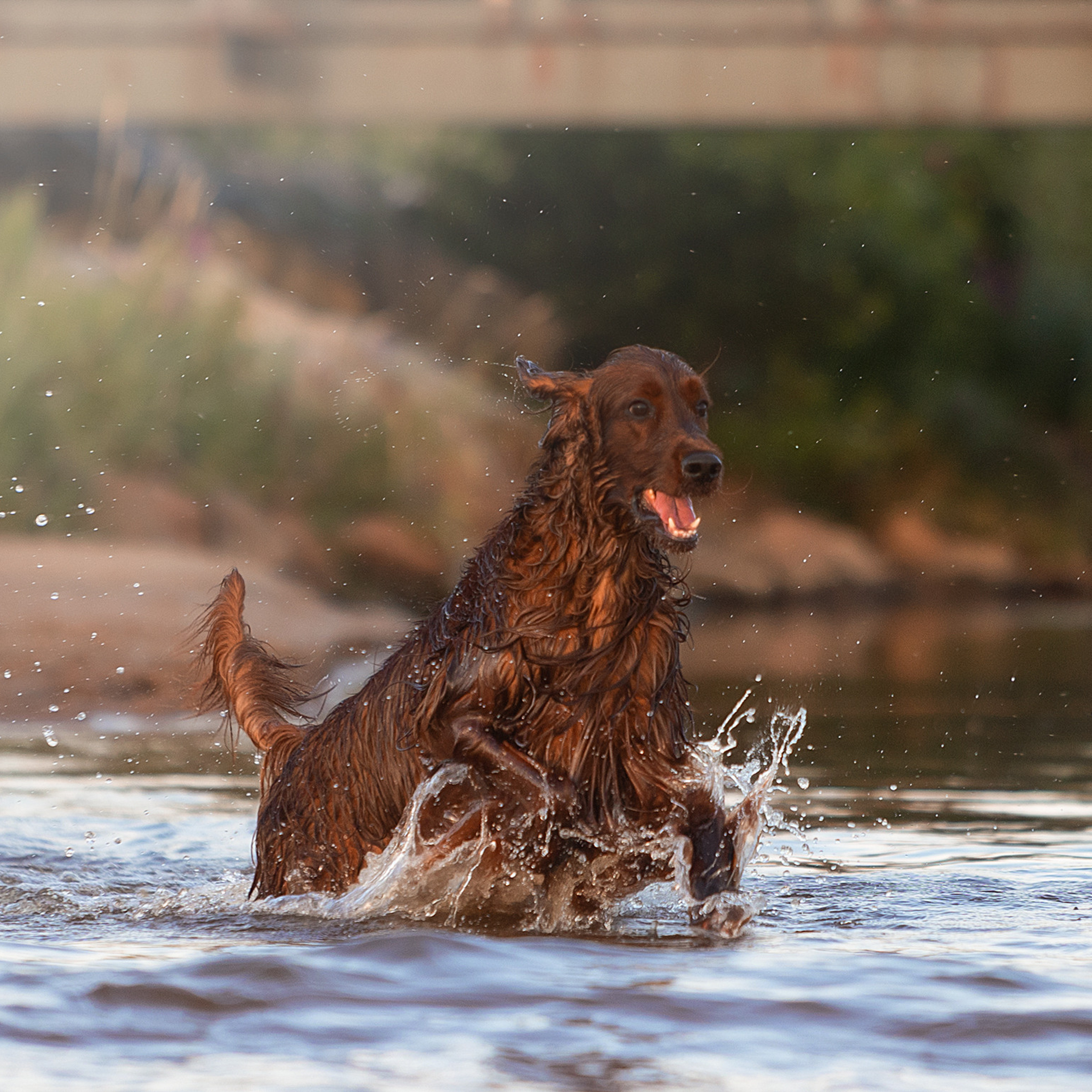 WORK-SHOP 16.07.23 завершён. ФОТОГРАФ-АНИМАЛИСТ l LANA POLYAKOVA
