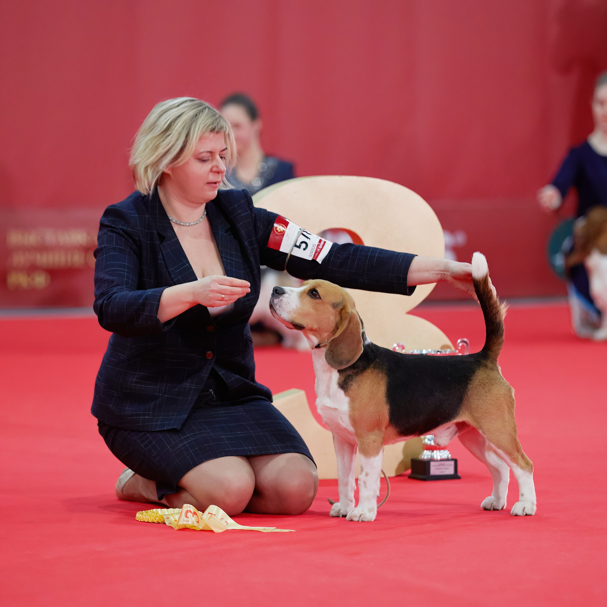 Новое шоу чемпионов «ЛУЧШИЕ СОБАКИ РОССИИ». ФОТОГРАФ-АНИМАЛИСТ l LANA POLYAKOVA