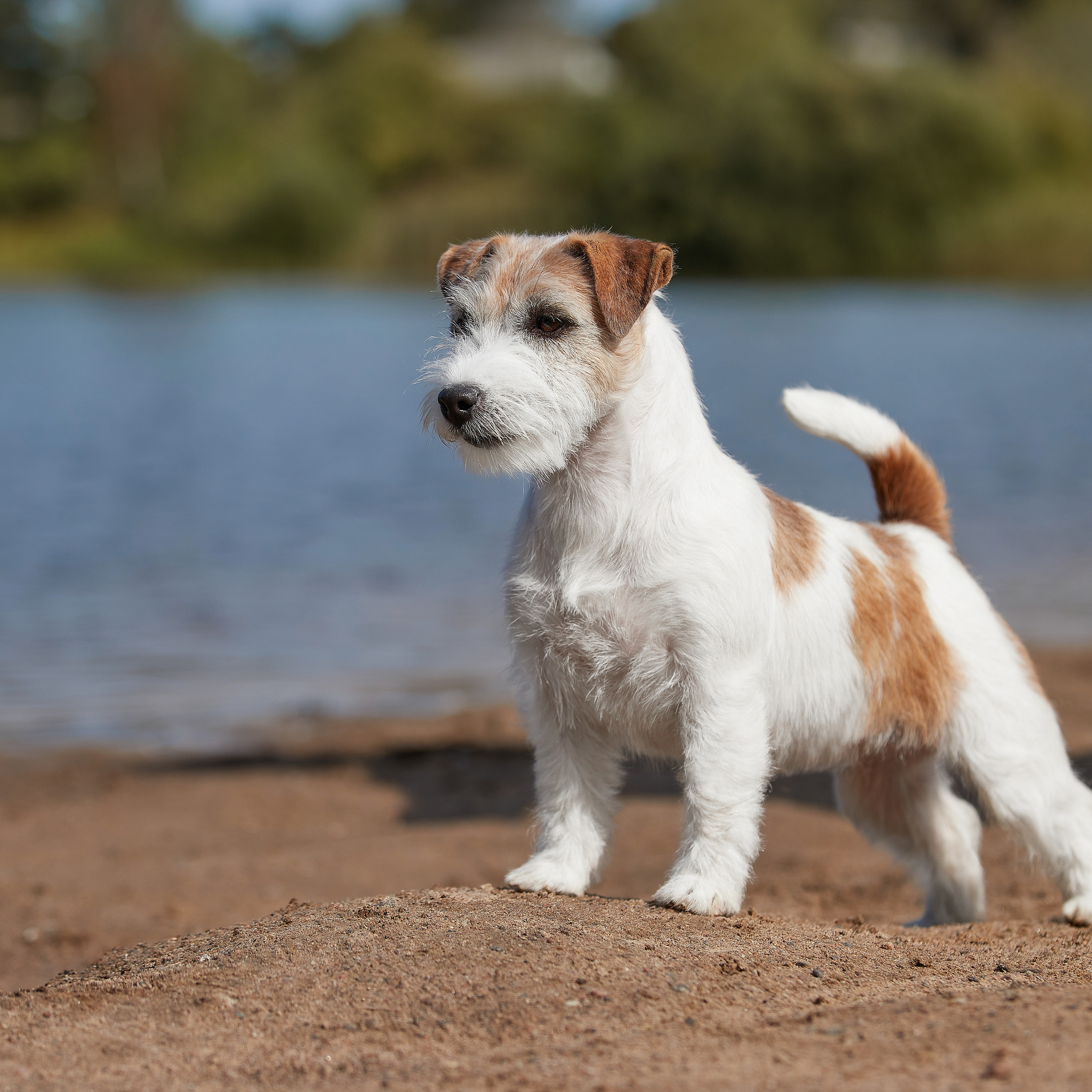 Джеки спешат на помощь!. ФОТОГРАФ-АНИМАЛИСТ l LANA POLYAKOVA