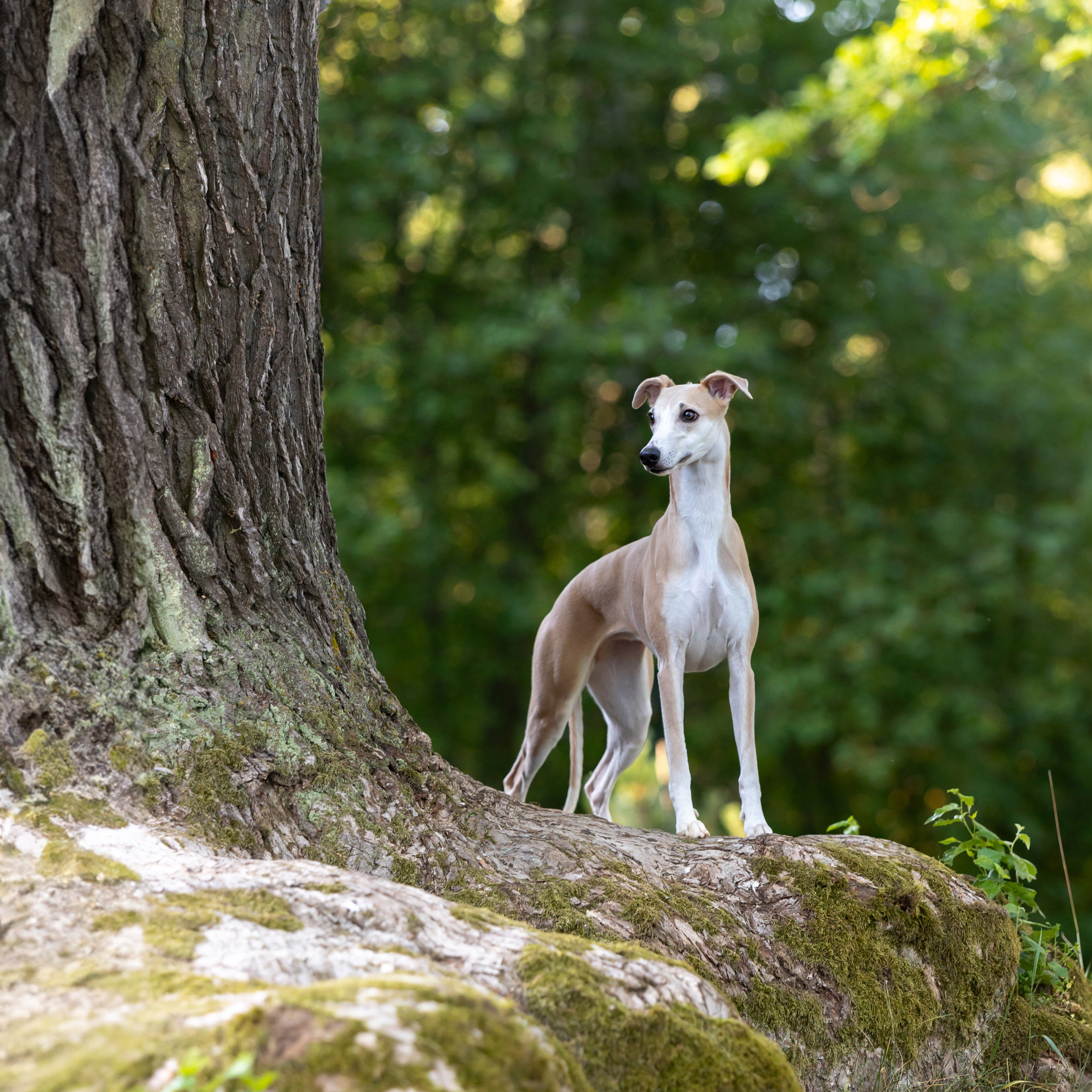WORK-SHOP 16.07.23 завершён. ФОТОГРАФ-АНИМАЛИСТ l LANA POLYAKOVA