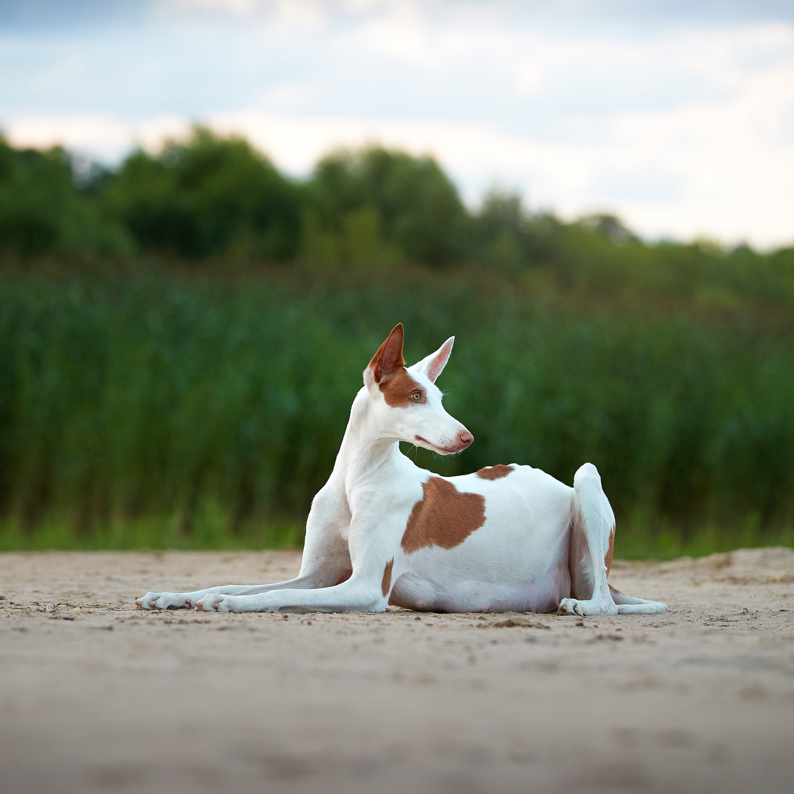 Встречаем рассвет с Байлой. ФОТОГРАФ-АНИМАЛИСТ l LANA POLYAKOVA