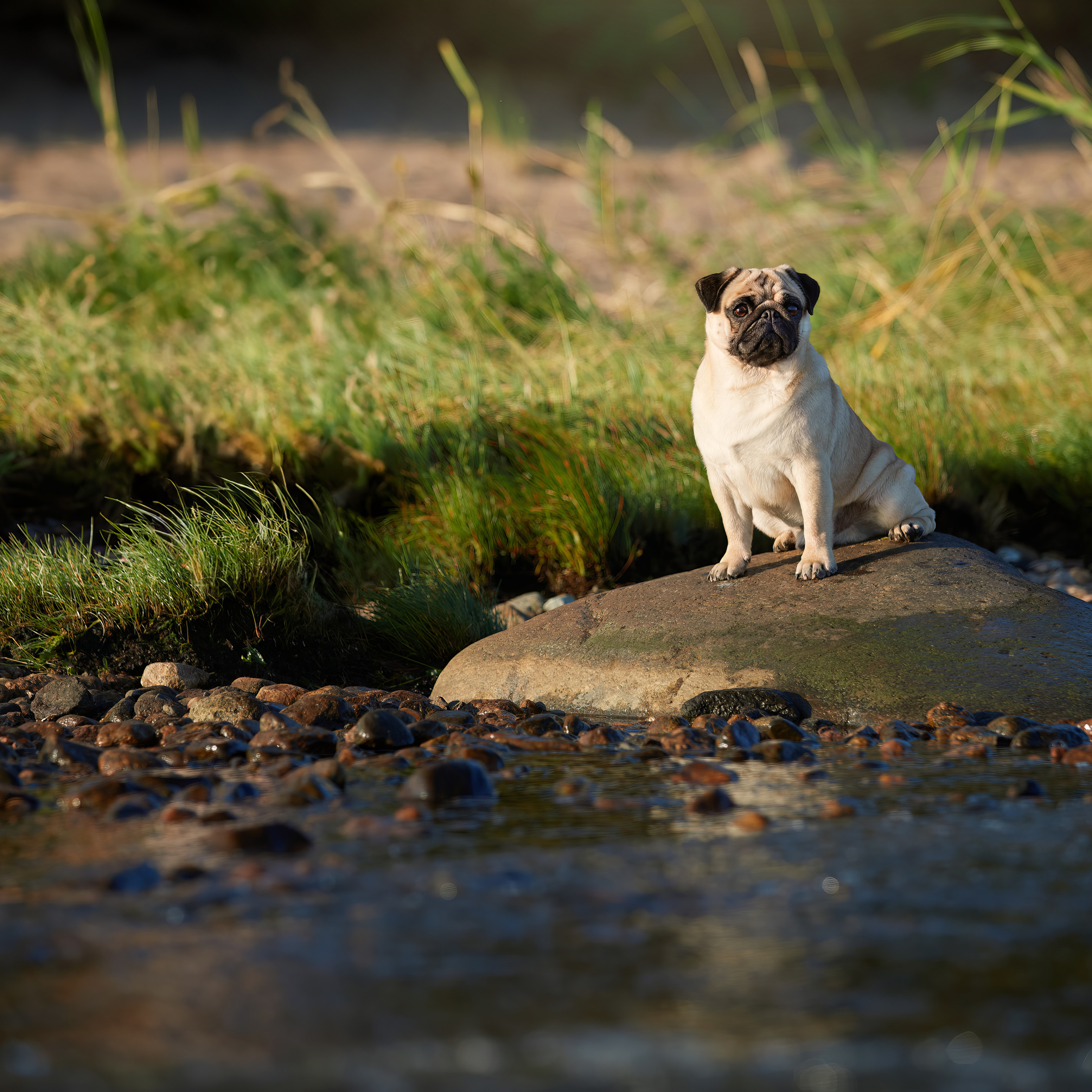 WORK-SHOP 16.07.23 завершён. ФОТОГРАФ-АНИМАЛИСТ l LANA POLYAKOVA