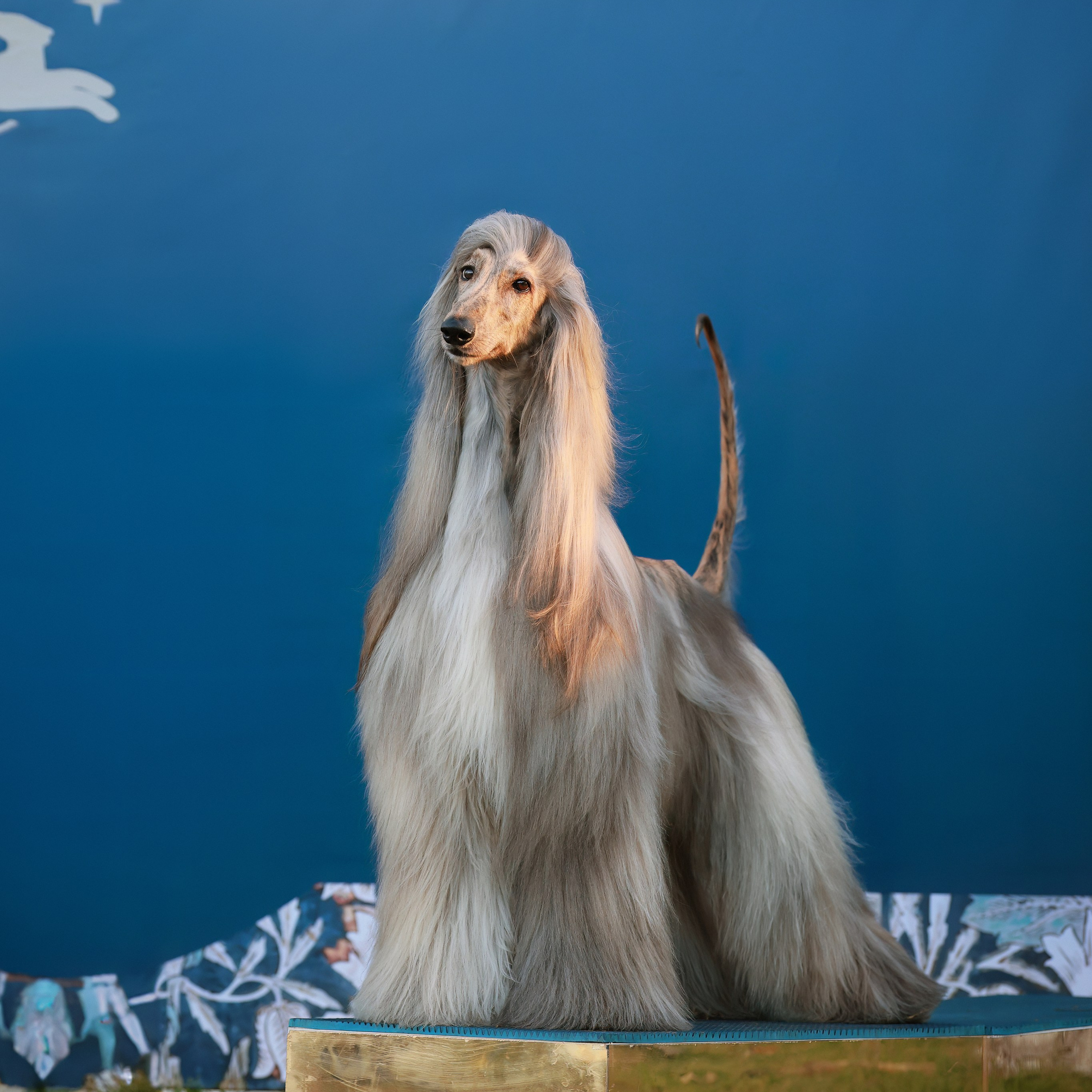 27-28.09.2025 ВЫСТАВКИ СОБАК ВСЕХ ПОРОД (САС, ЧРКФ, ЧФ). ФОТОГРАФ-АНИМАЛИСТ l LANA POLYAKOVA