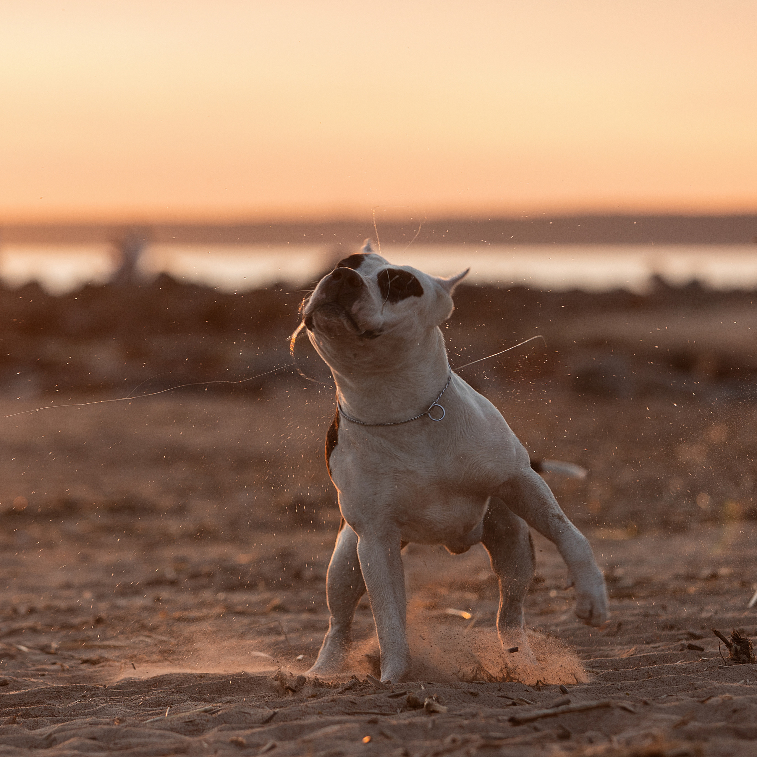 WORK-SHOP 16.07.23 завершён. ФОТОГРАФ-АНИМАЛИСТ l LANA POLYAKOVA
