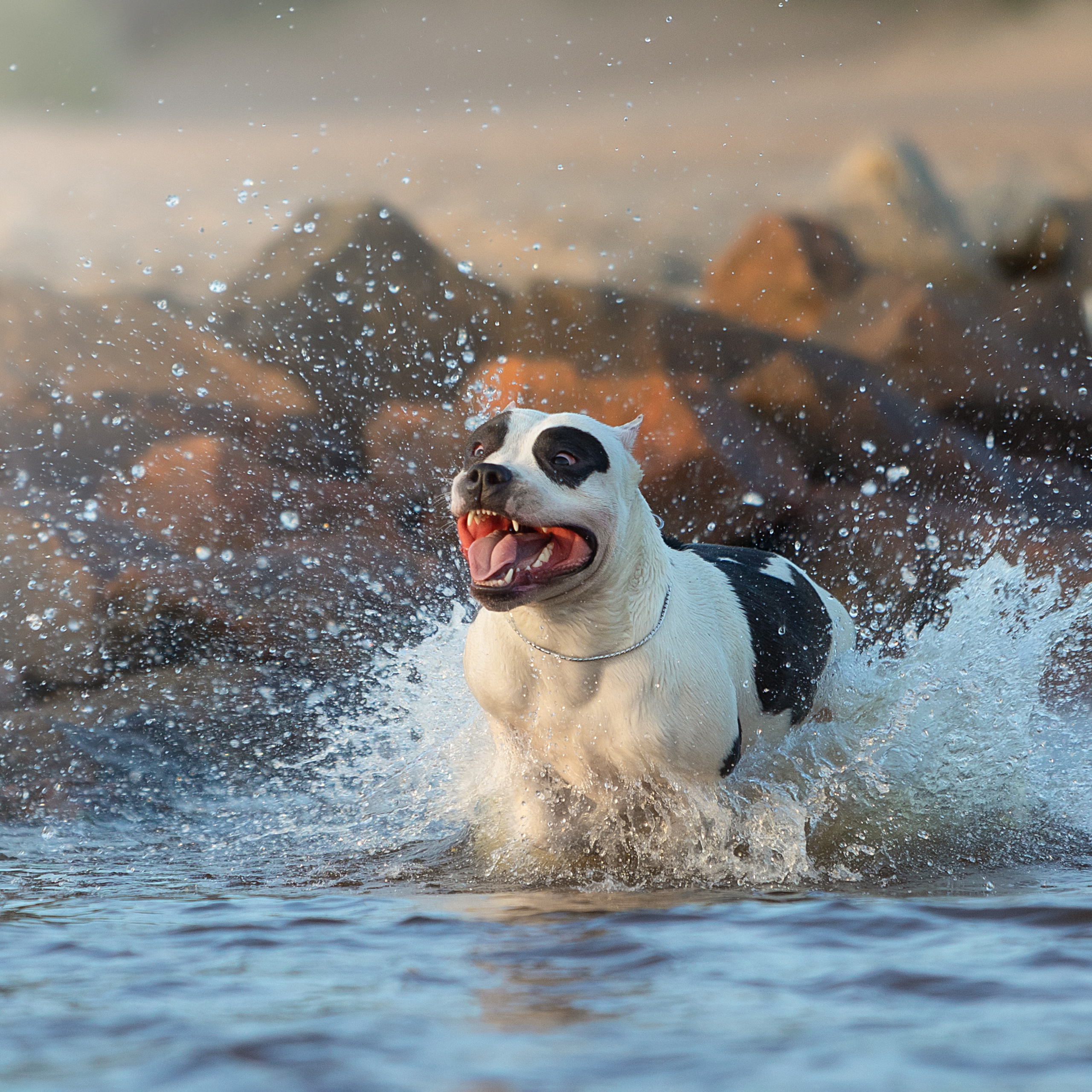 WORK-SHOP 16.07.23 завершён. ФОТОГРАФ-АНИМАЛИСТ l LANA POLYAKOVA