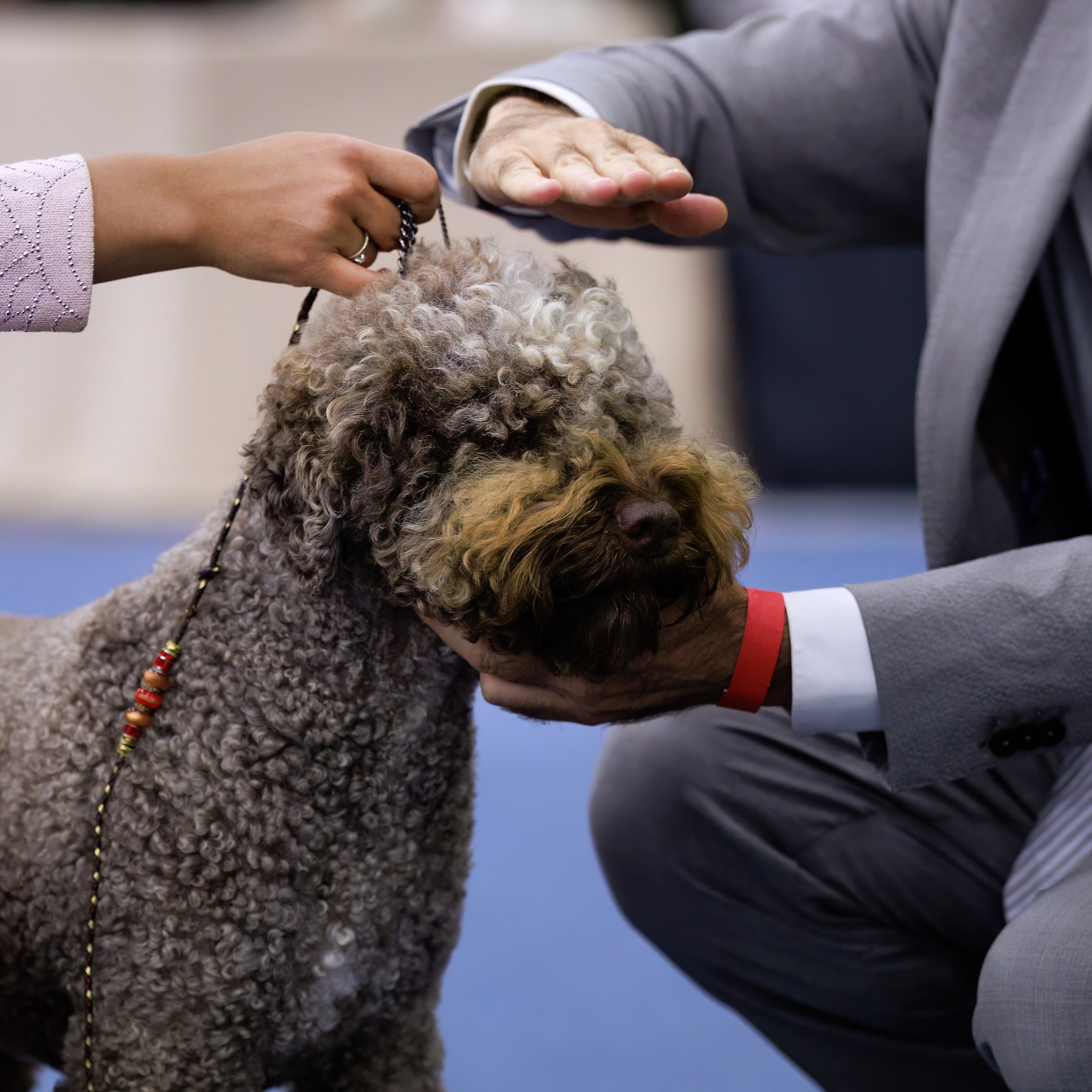 ВЫСТАВКА СОБАК ВСЕХ ПОРОД С ОСОБЫМ СТАТУСОМ «БЕЛЫЕ НОЧИ-2025». ФОТОГРАФ-АНИМАЛИСТ l LANA POLYAKOVA