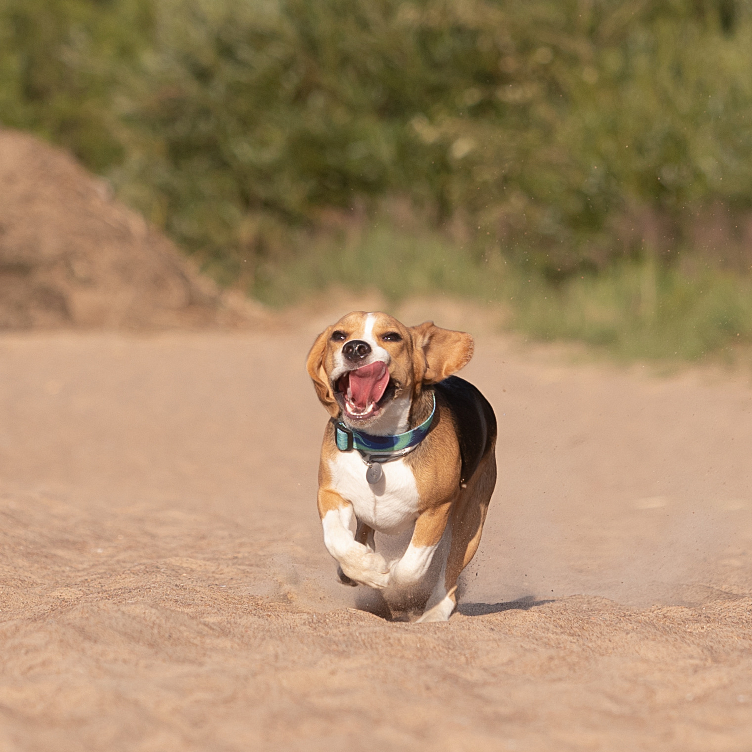 WORK-SHOP 16.07.23 завершён. ФОТОГРАФ-АНИМАЛИСТ l LANA POLYAKOVA