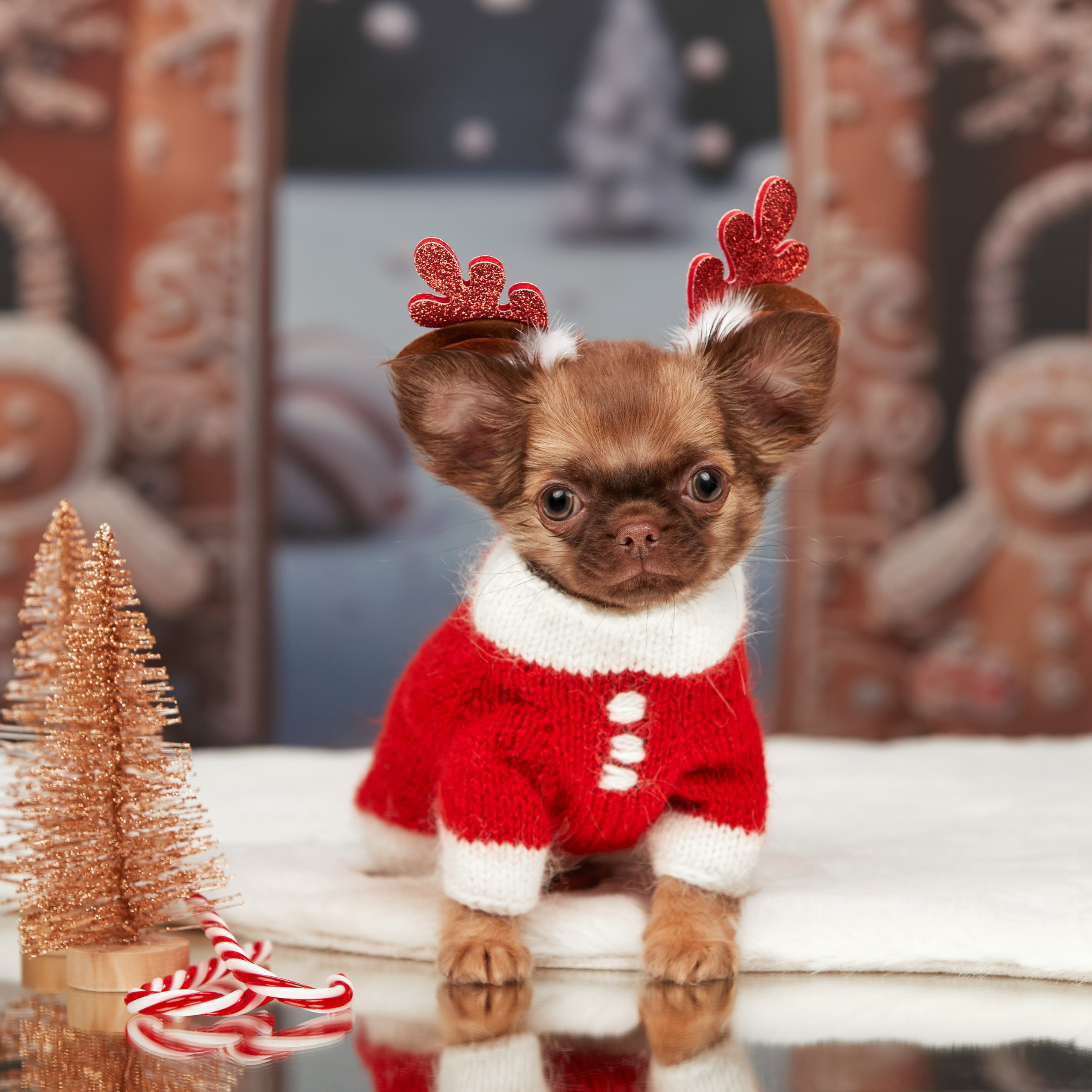 Малыши чихуахуа готовятся к Новому году. Новая коллекция праздничных фонов. ФОТОГРАФ-АНИМАЛИСТ l LANA POLYAKOVA
