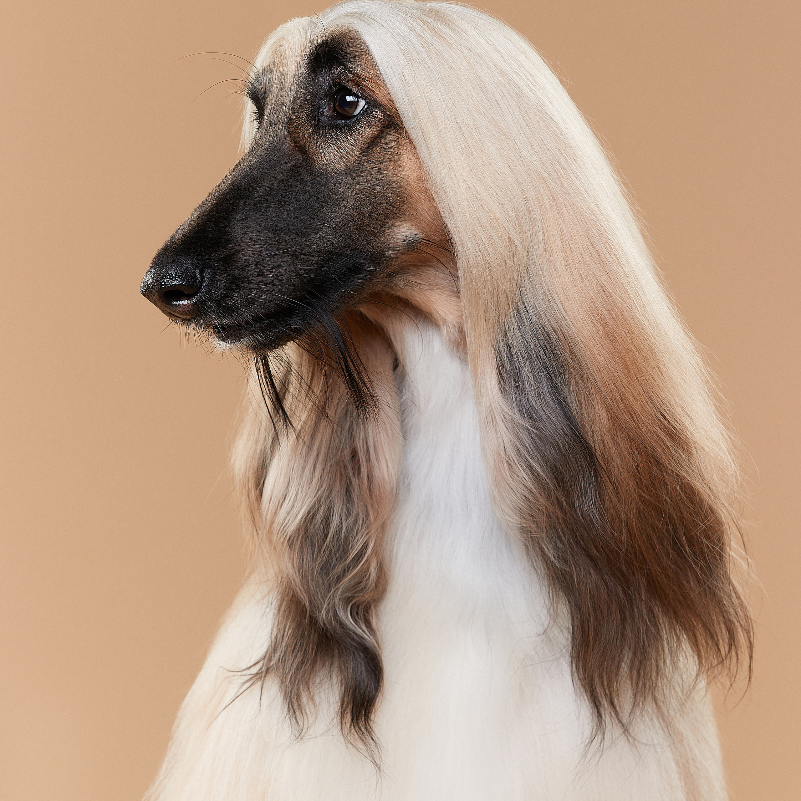 Мишель. Афганская борзая. ФОТОГРАФ-АНИМАЛИСТ l LANA POLYAKOVA