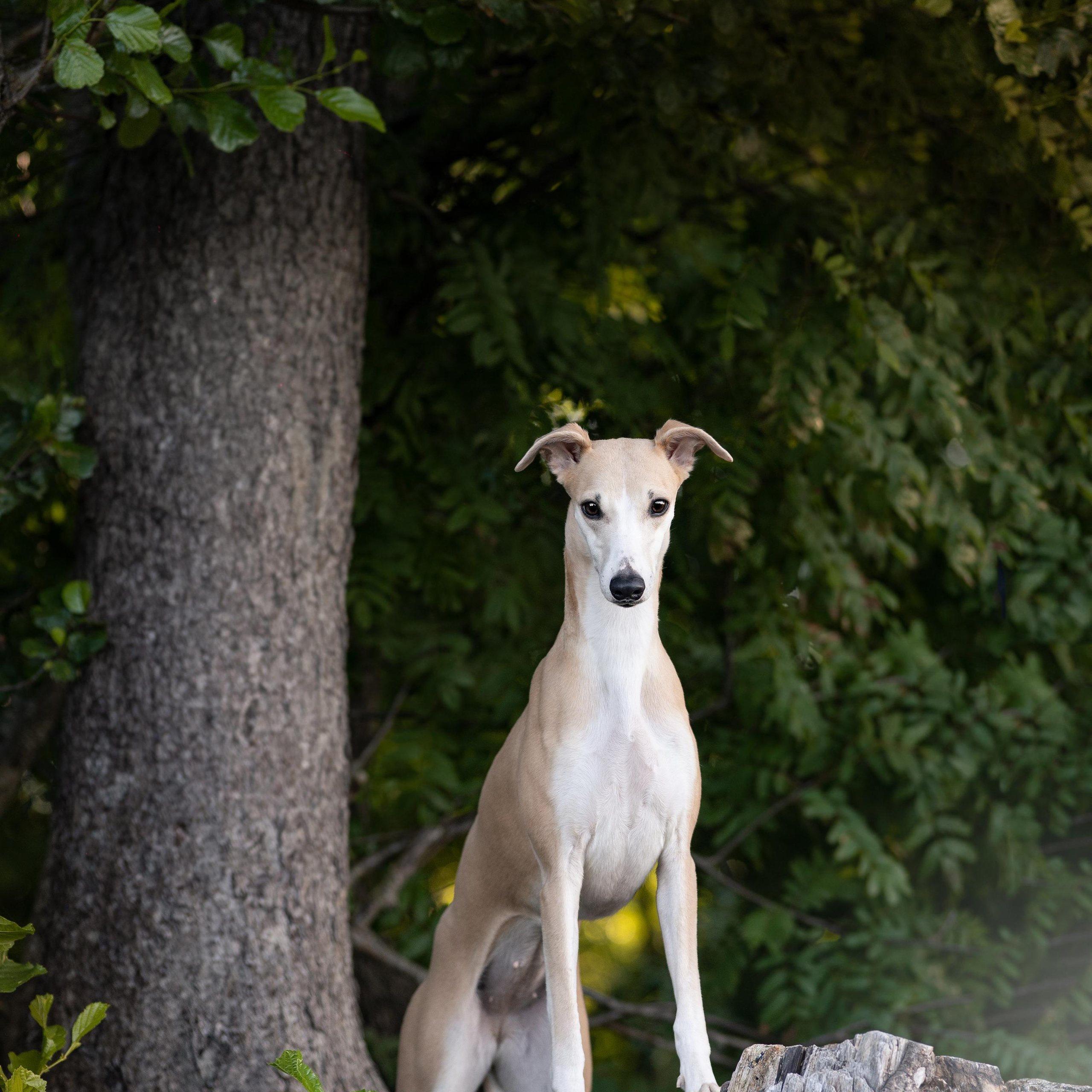 WORK-SHOP 16.07.23 завершён. ФОТОГРАФ-АНИМАЛИСТ l LANA POLYAKOVA