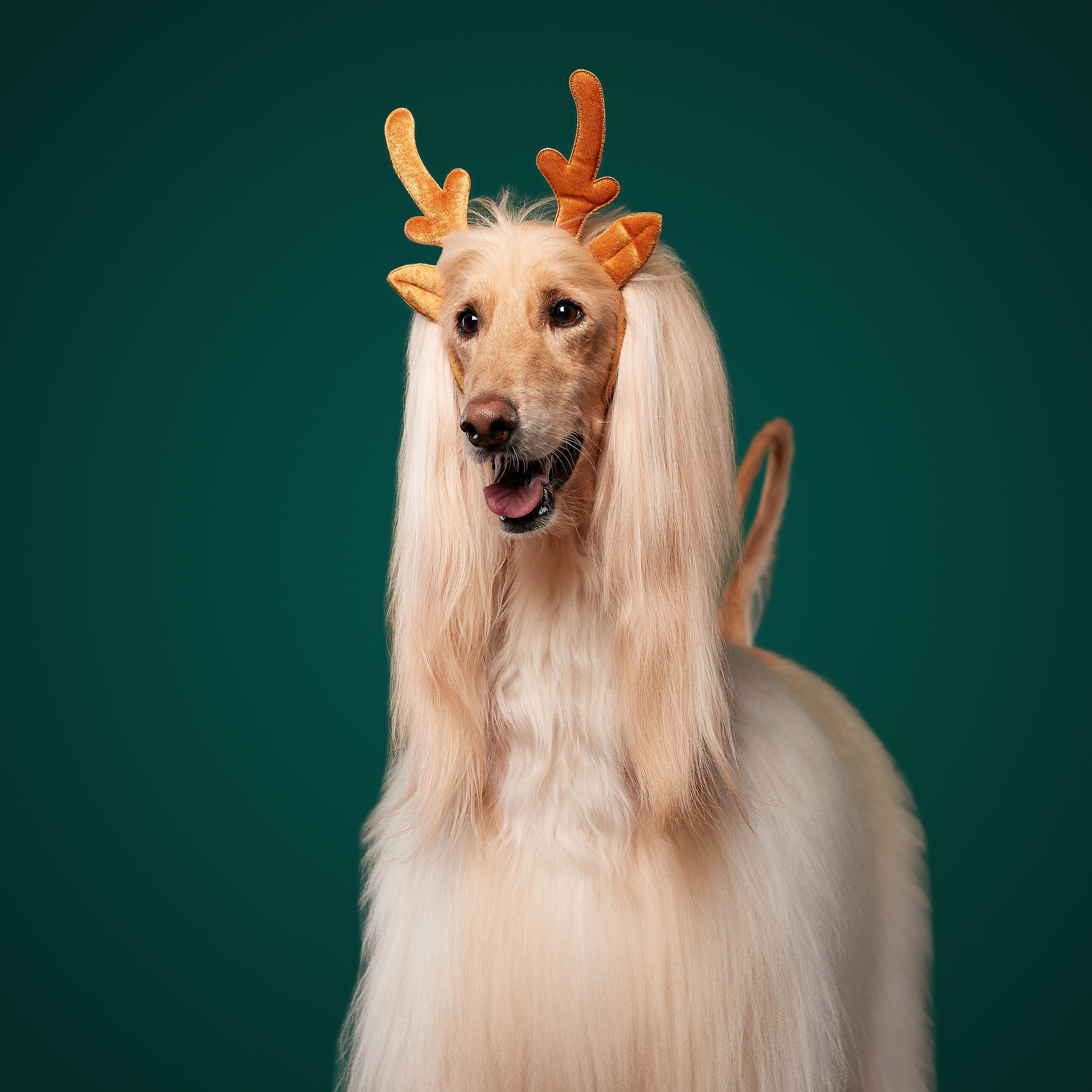 Новогодние съемки в студии уже начались. ФОТОГРАФ-АНИМАЛИСТ l LANA POLYAKOVA