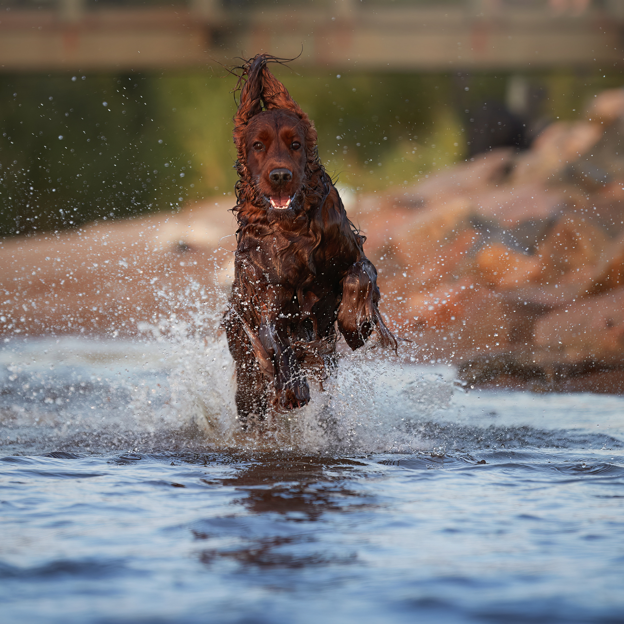 WORK-SHOP 16.07.23 завершён. ФОТОГРАФ-АНИМАЛИСТ l LANA POLYAKOVA