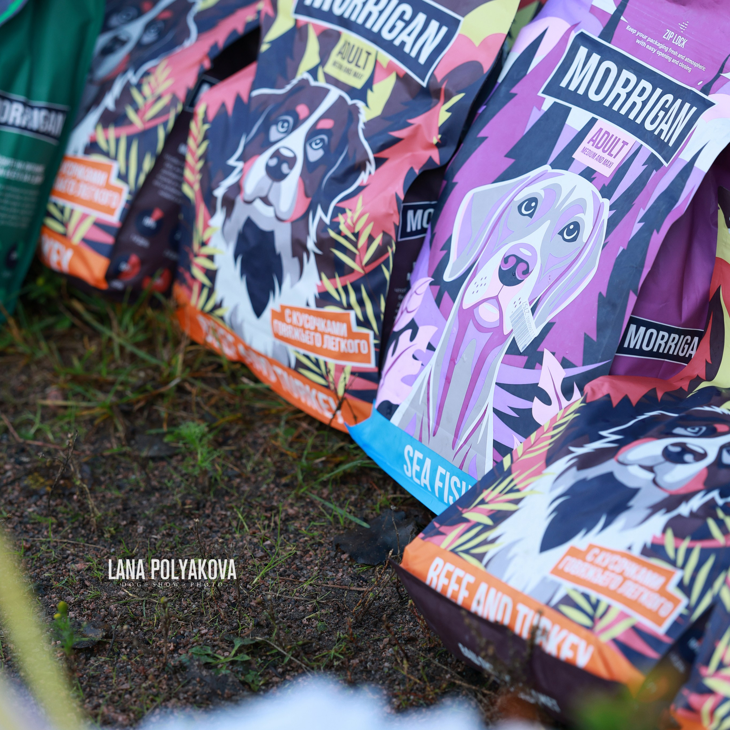 27-28.09.2025 ВЫСТАВКИ СОБАК ВСЕХ ПОРОД (САС, ЧРКФ, ЧФ). ФОТОГРАФ-АНИМАЛИСТ l LANA POLYAKOVA