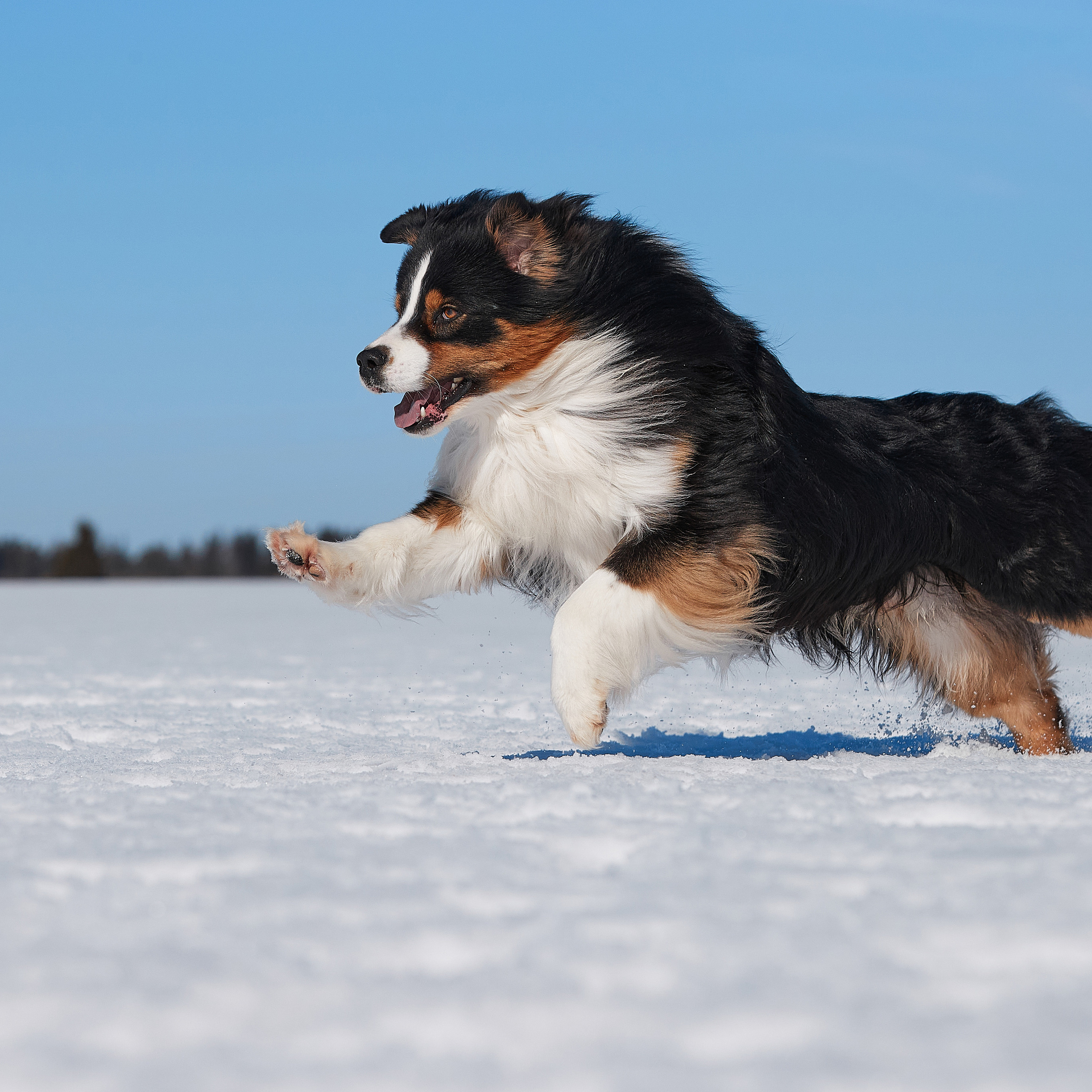 Съешь ещё этих мягких французских булок да выпей чаю. ФОТОГРАФ-АНИМАЛИСТ l LANA POLYAKOVA
