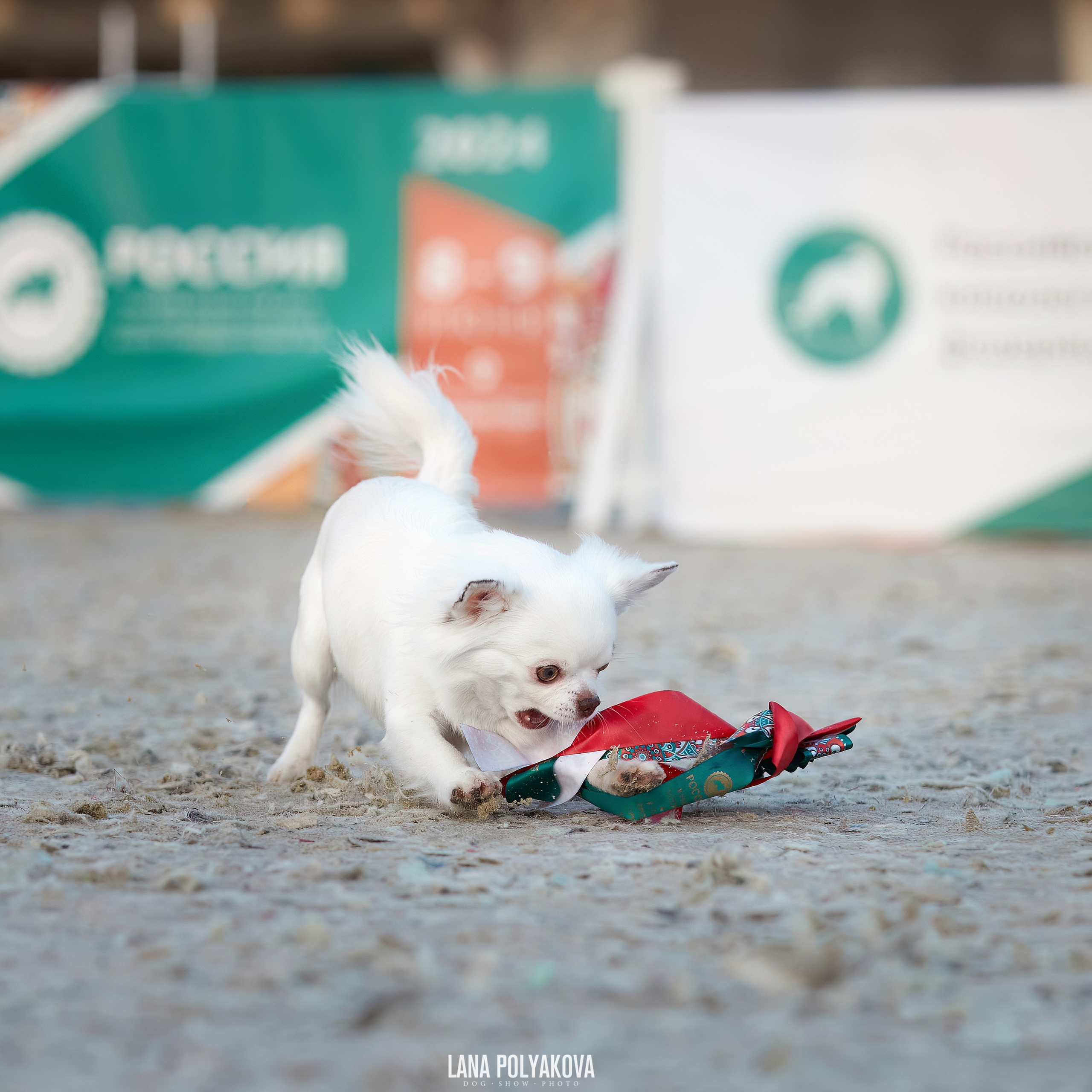 «Россия. Кубок РКФ 2024» и «Россия. Кубок Москвы 2024». ФОТОГРАФ-АНИМАЛИСТ l LANA POLYAKOVA