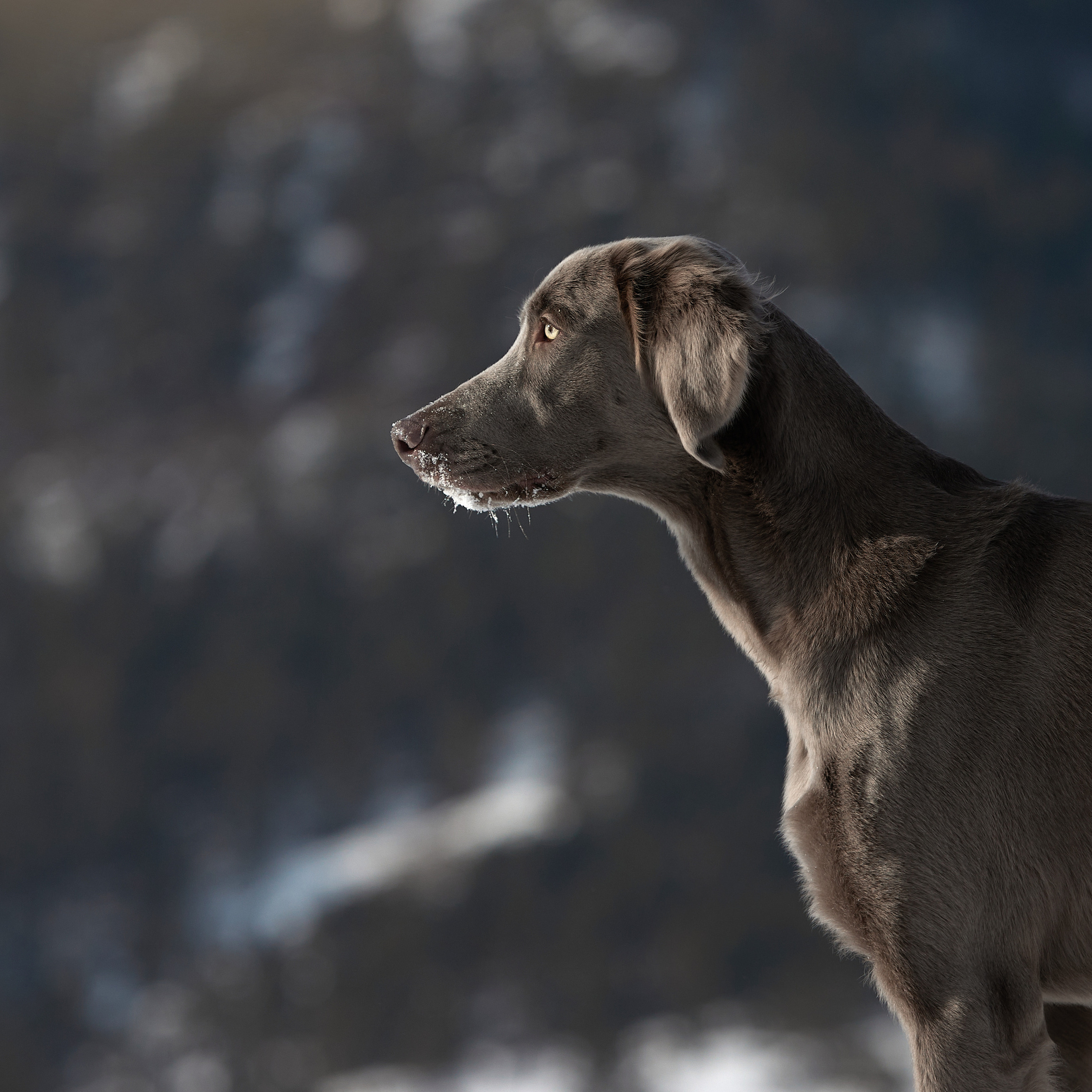 Зимний Workshop и фотосъемки на Байкале. ФОТОГРАФ-АНИМАЛИСТ l LANA POLYAKOVA