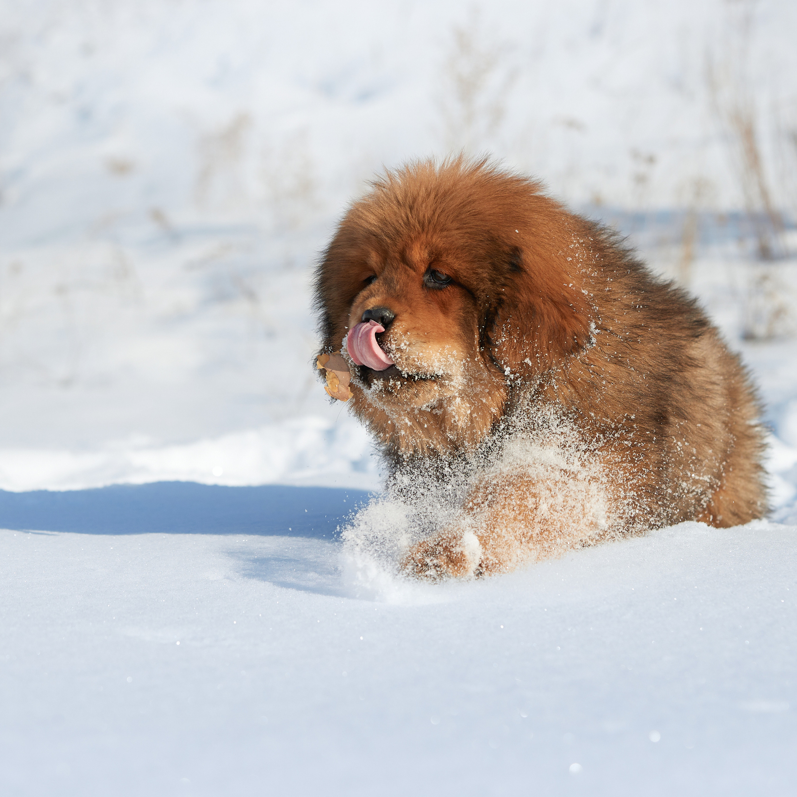 Зимний Workshop и фотосъемки на Байкале. ФОТОГРАФ-АНИМАЛИСТ l LANA POLYAKOVA