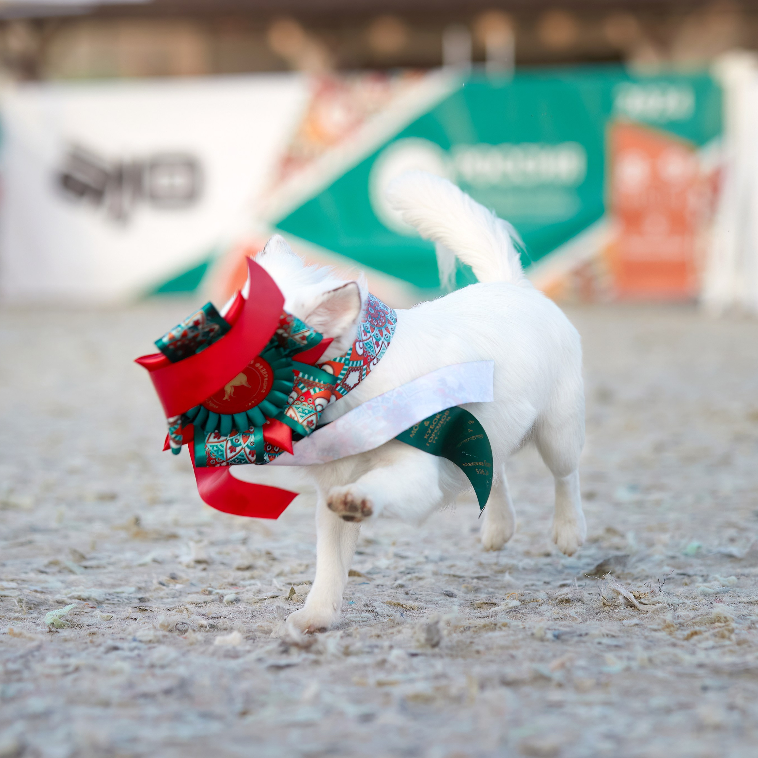 «Россия. Кубок РКФ 2024» и «Россия. Кубок Москвы 2024». ФОТОГРАФ-АНИМАЛИСТ l LANA POLYAKOVA