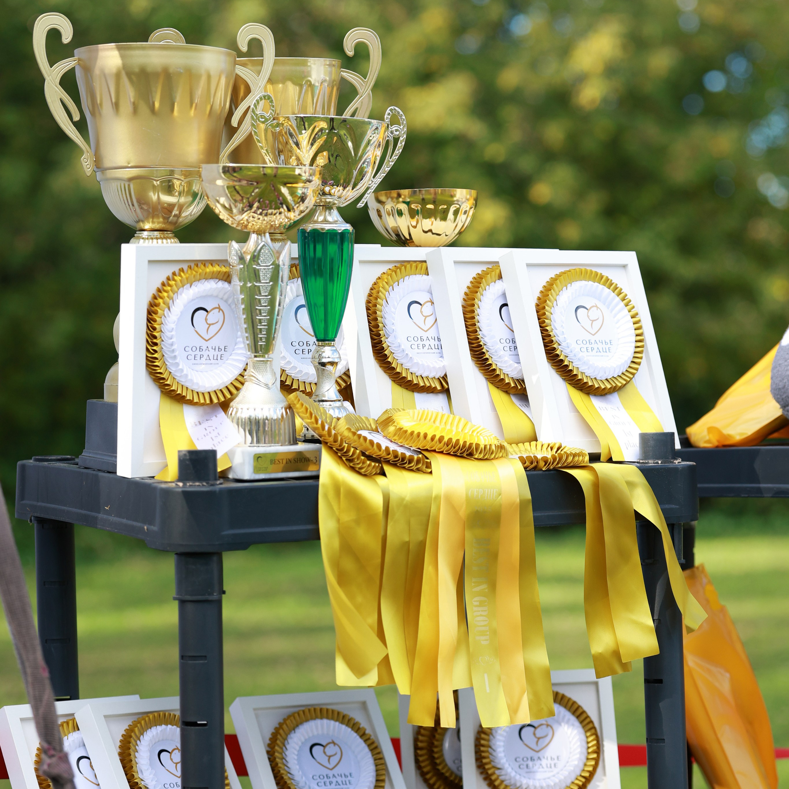 27-28.09.2025 ВЫСТАВКИ СОБАК ВСЕХ ПОРОД (САС, ЧРКФ, ЧФ). ФОТОГРАФ-АНИМАЛИСТ l LANA POLYAKOVA