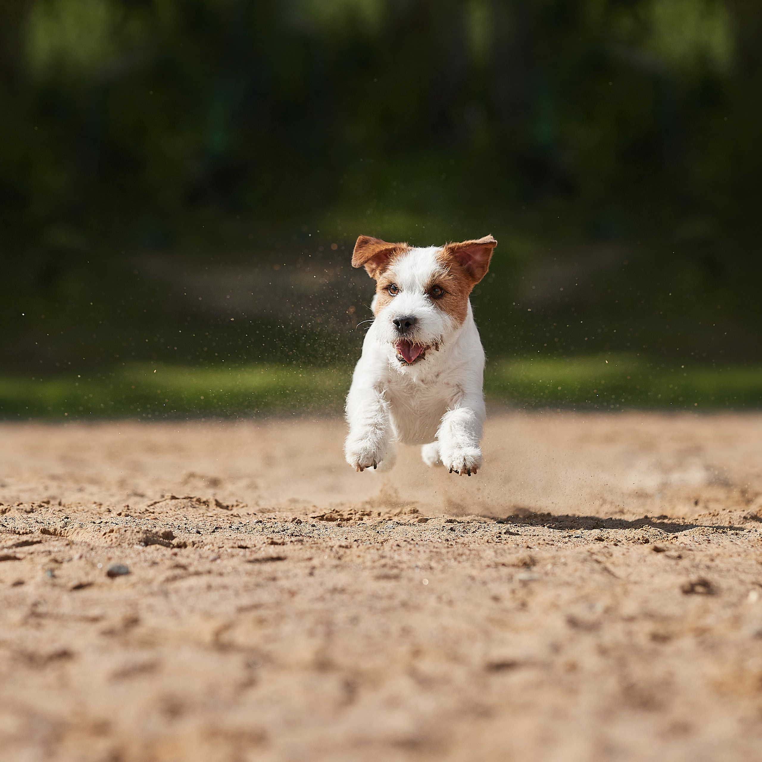 Джеки спешат на помощь!. ФОТОГРАФ-АНИМАЛИСТ l LANA POLYAKOVA