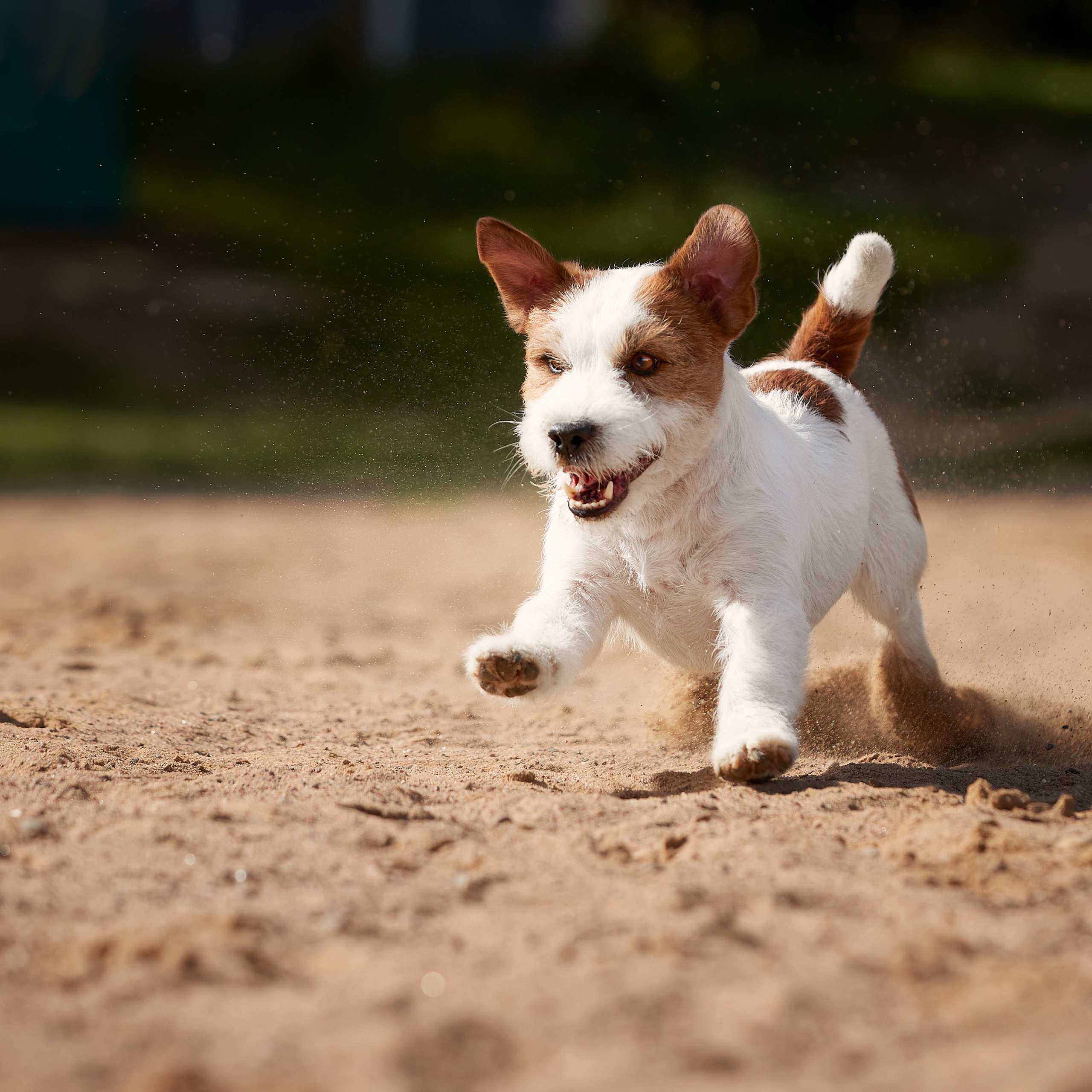 Джеки спешат на помощь!. ФОТОГРАФ-АНИМАЛИСТ l LANA POLYAKOVA