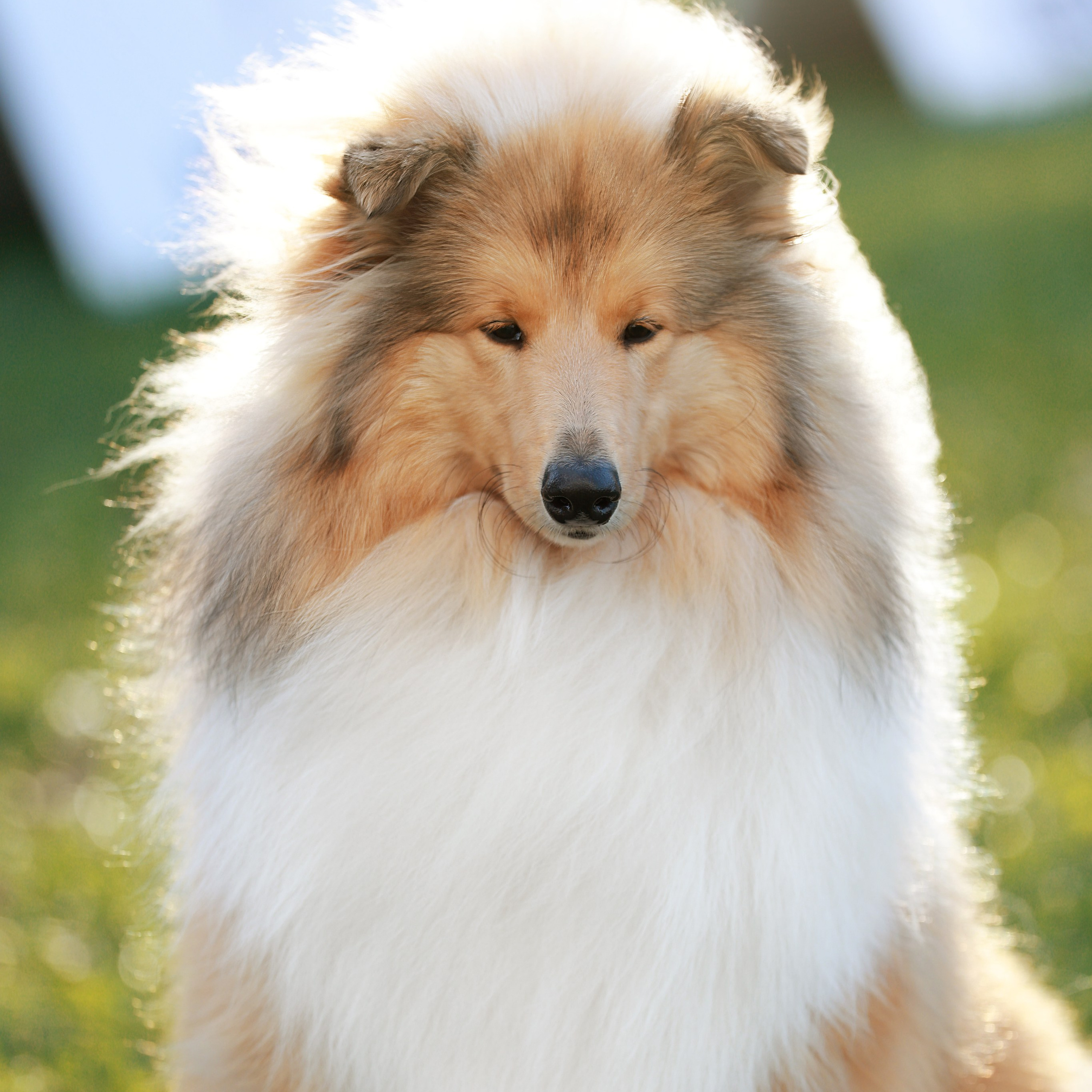 27-28.09.2025 ВЫСТАВКИ СОБАК ВСЕХ ПОРОД (САС, ЧРКФ, ЧФ). ФОТОГРАФ-АНИМАЛИСТ l LANA POLYAKOVA