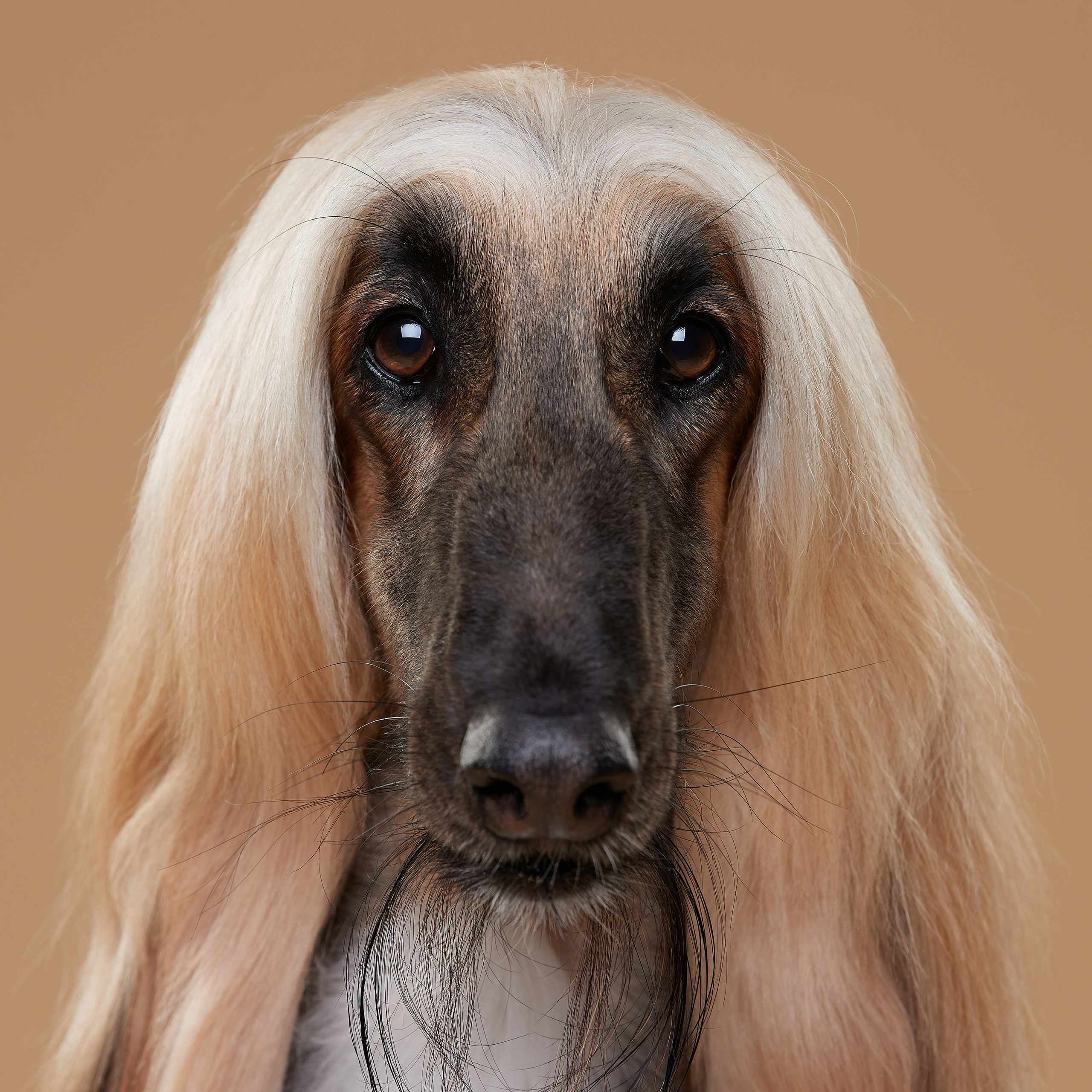 Мишель. Афганская борзая. ФОТОГРАФ-АНИМАЛИСТ l LANA POLYAKOVA