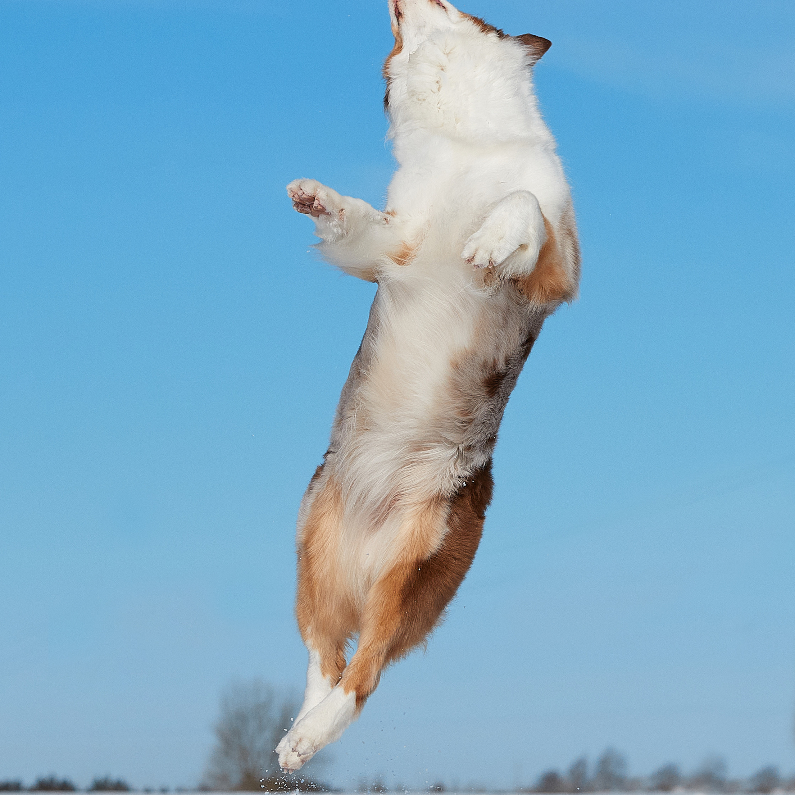 Съешь ещё этих мягких французских булок да выпей чаю. ФОТОГРАФ-АНИМАЛИСТ l LANA POLYAKOVA