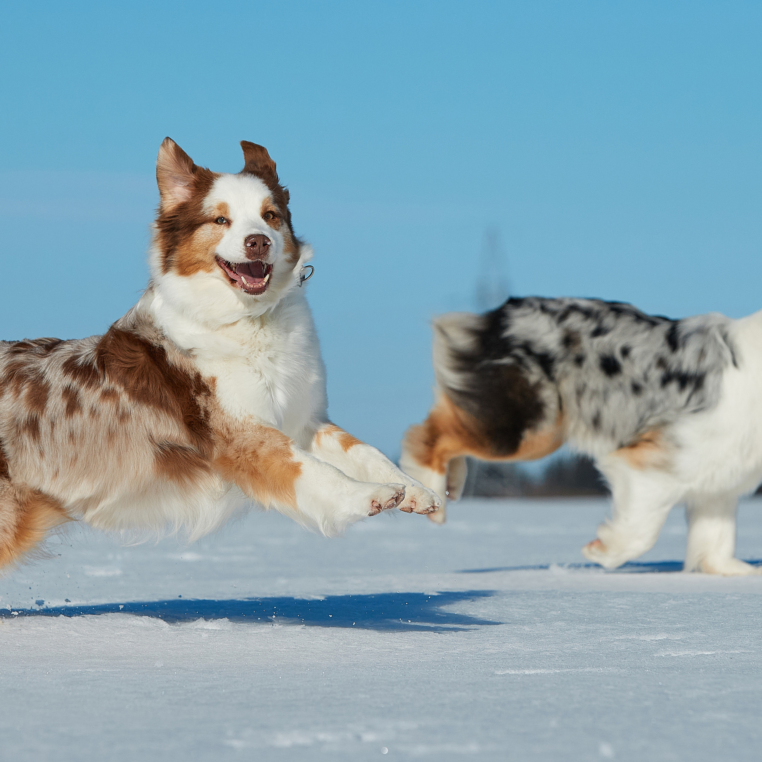 Съешь ещё этих мягких французских булок да выпей чаю. ФОТОГРАФ-АНИМАЛИСТ l LANA POLYAKOVA