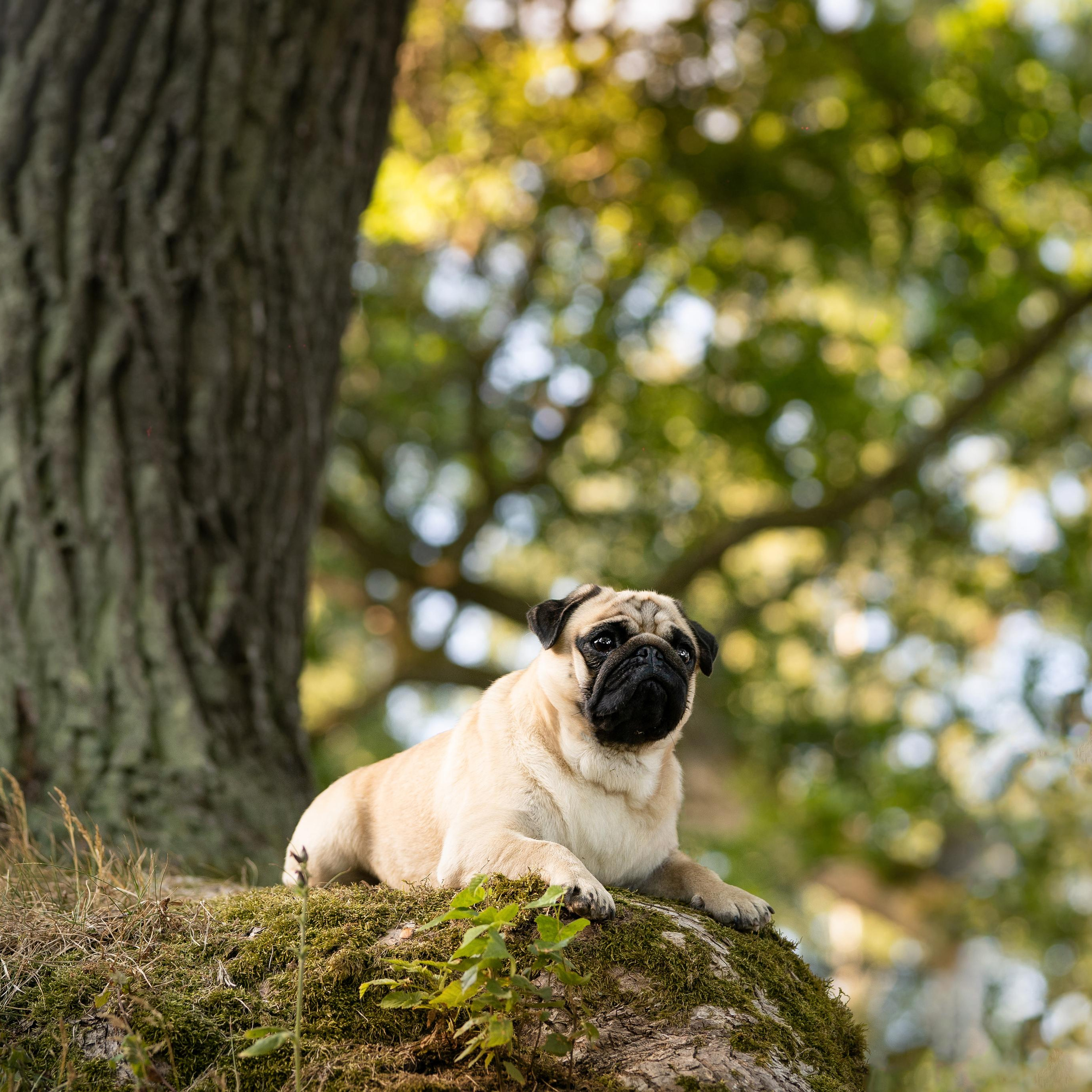 WORK-SHOP 16.07.23 завершён. ФОТОГРАФ-АНИМАЛИСТ l LANA POLYAKOVA