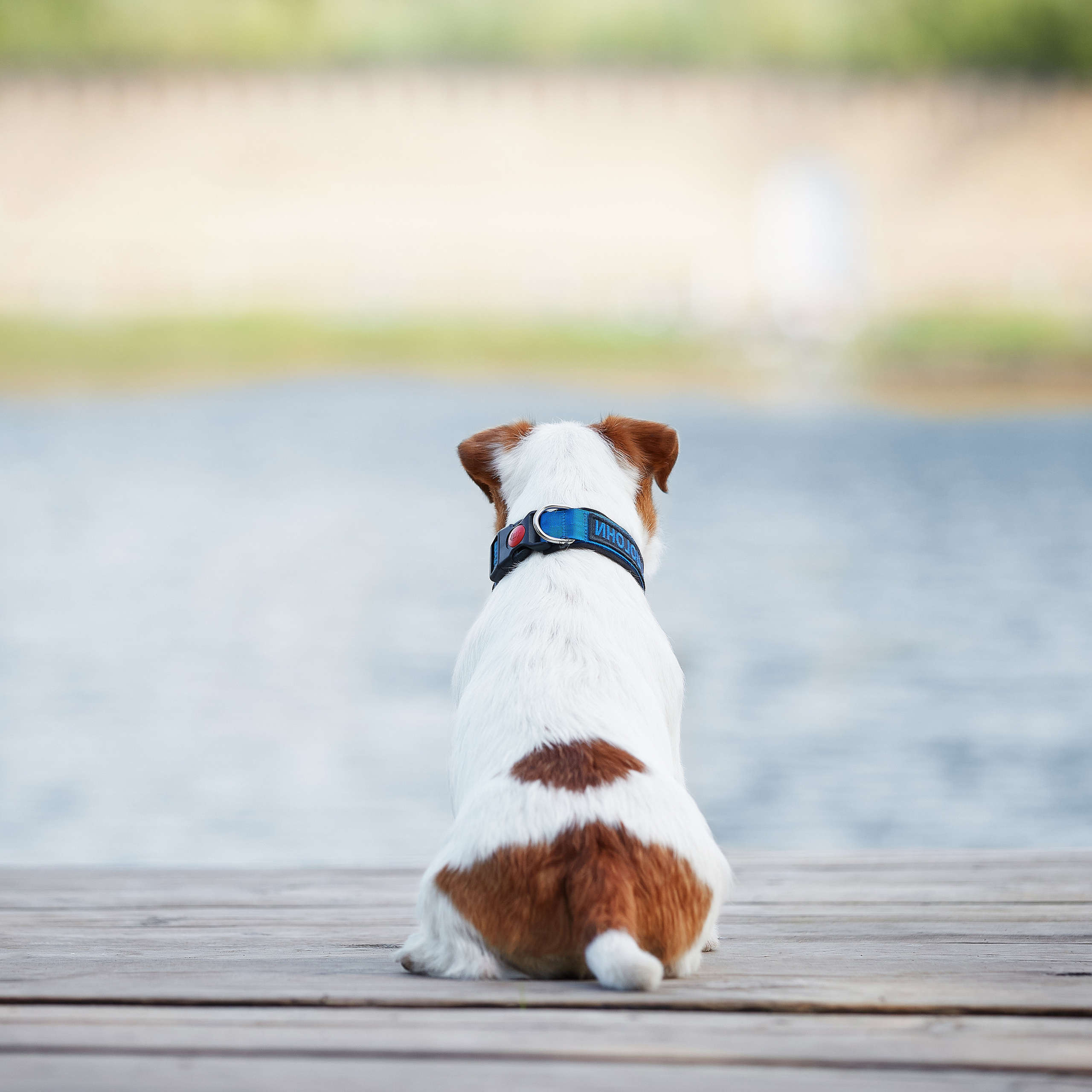 Джеки спешат на помощь!. ФОТОГРАФ-АНИМАЛИСТ l LANA POLYAKOVA