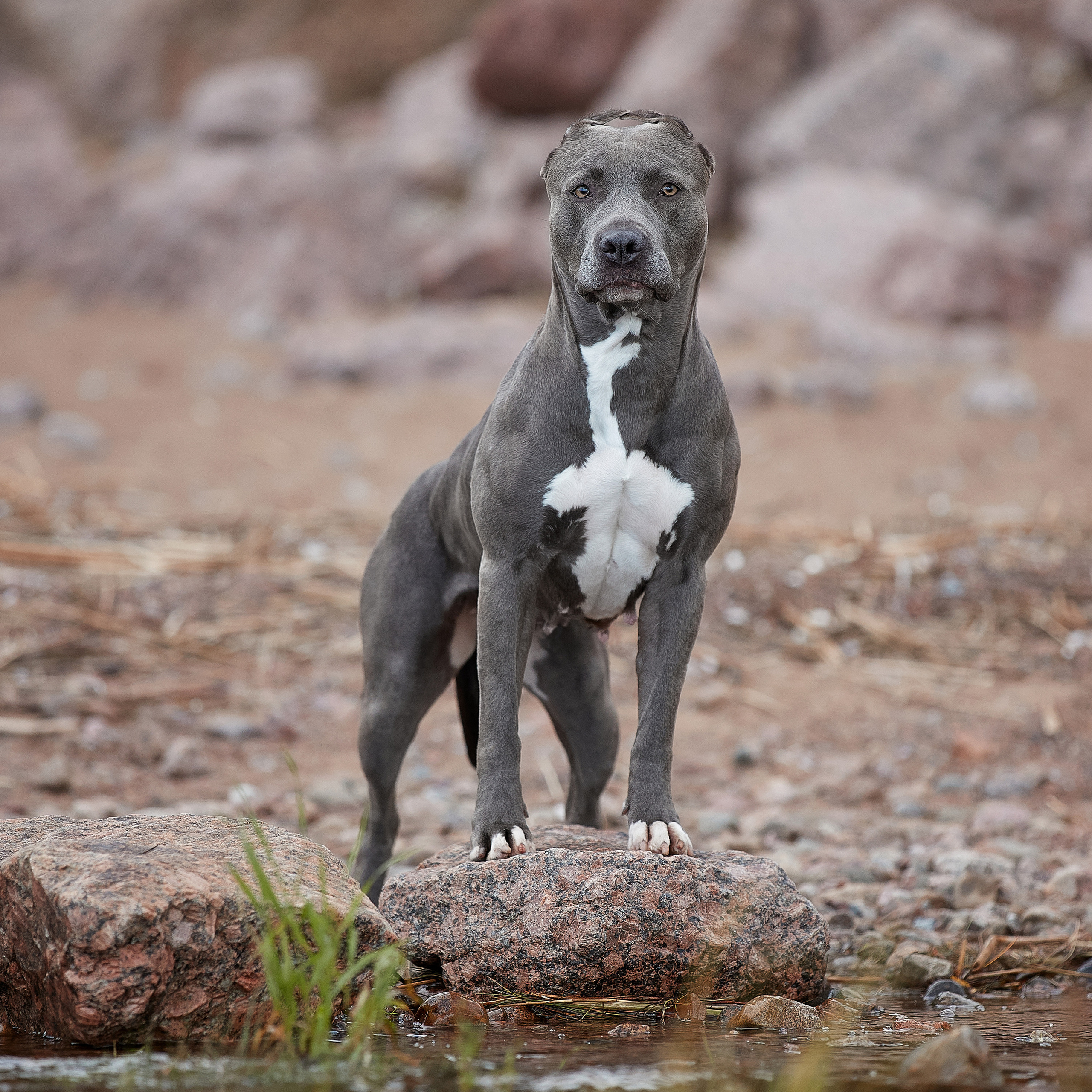 Есть такая порода. Прайтер. ФОТОГРАФ-АНИМАЛИСТ l LANA POLYAKOVA