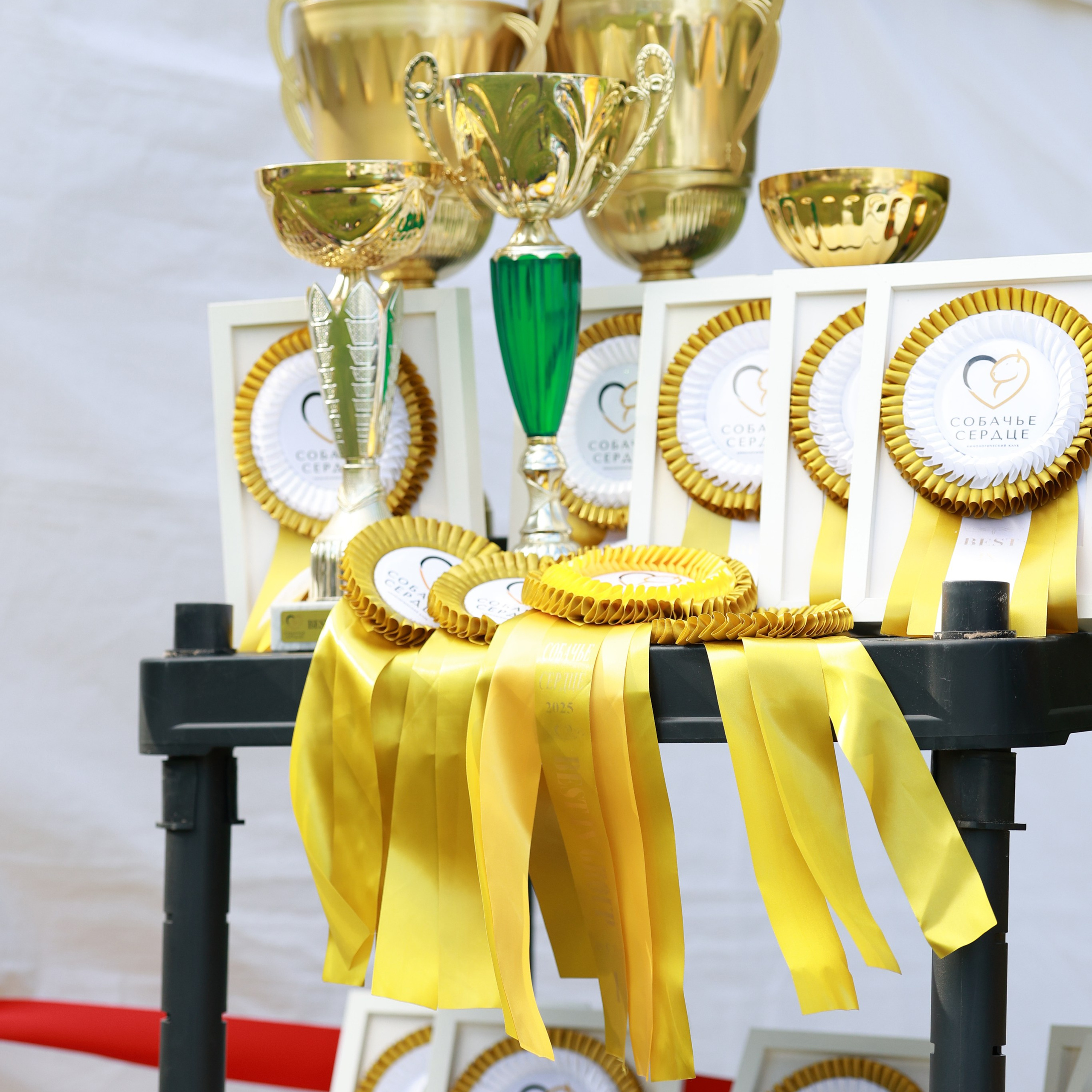 27-28.09.2025 ВЫСТАВКИ СОБАК ВСЕХ ПОРОД (САС, ЧРКФ, ЧФ). ФОТОГРАФ-АНИМАЛИСТ l LANA POLYAKOVA