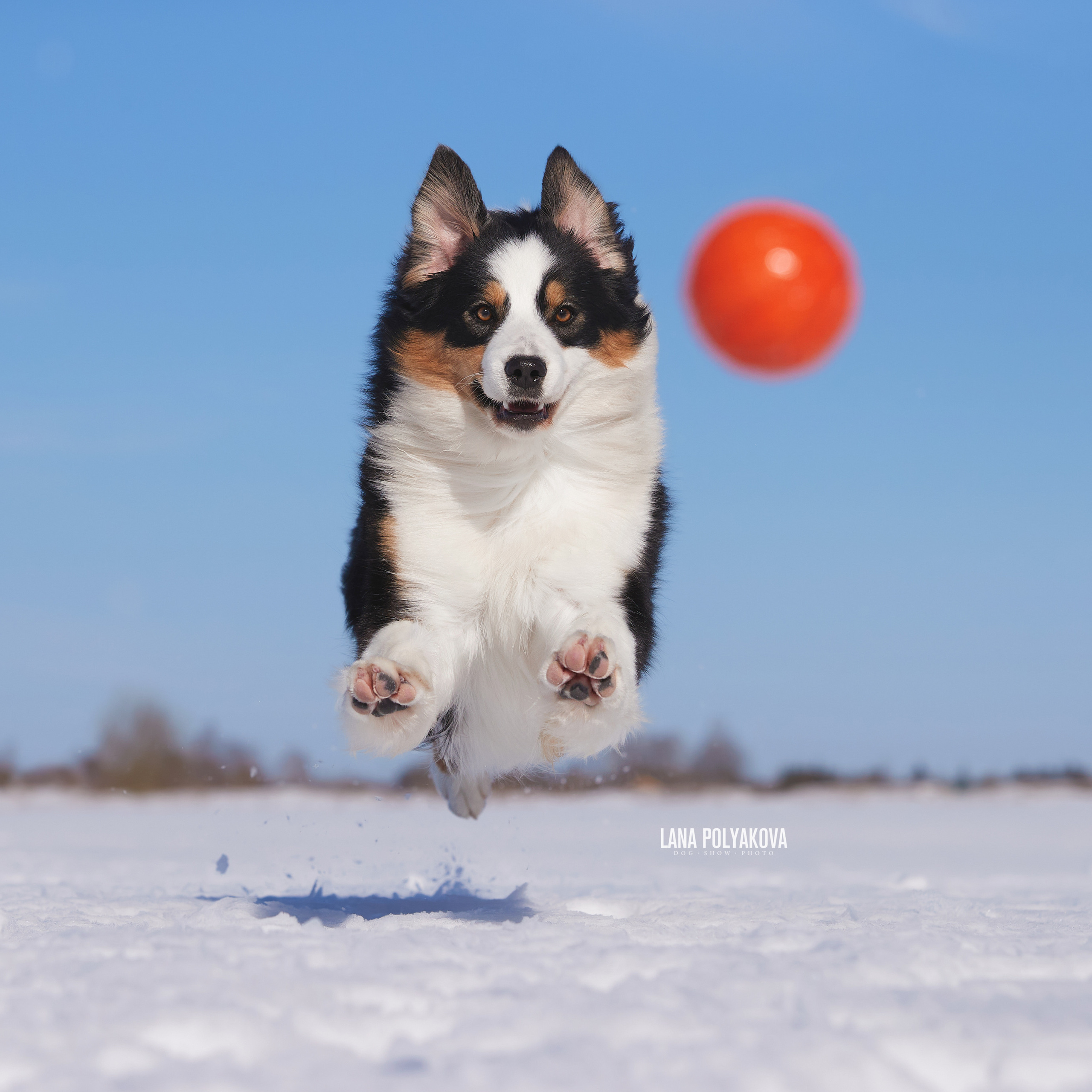 Австралийская овчарка, аусси питомник APPLEDORE