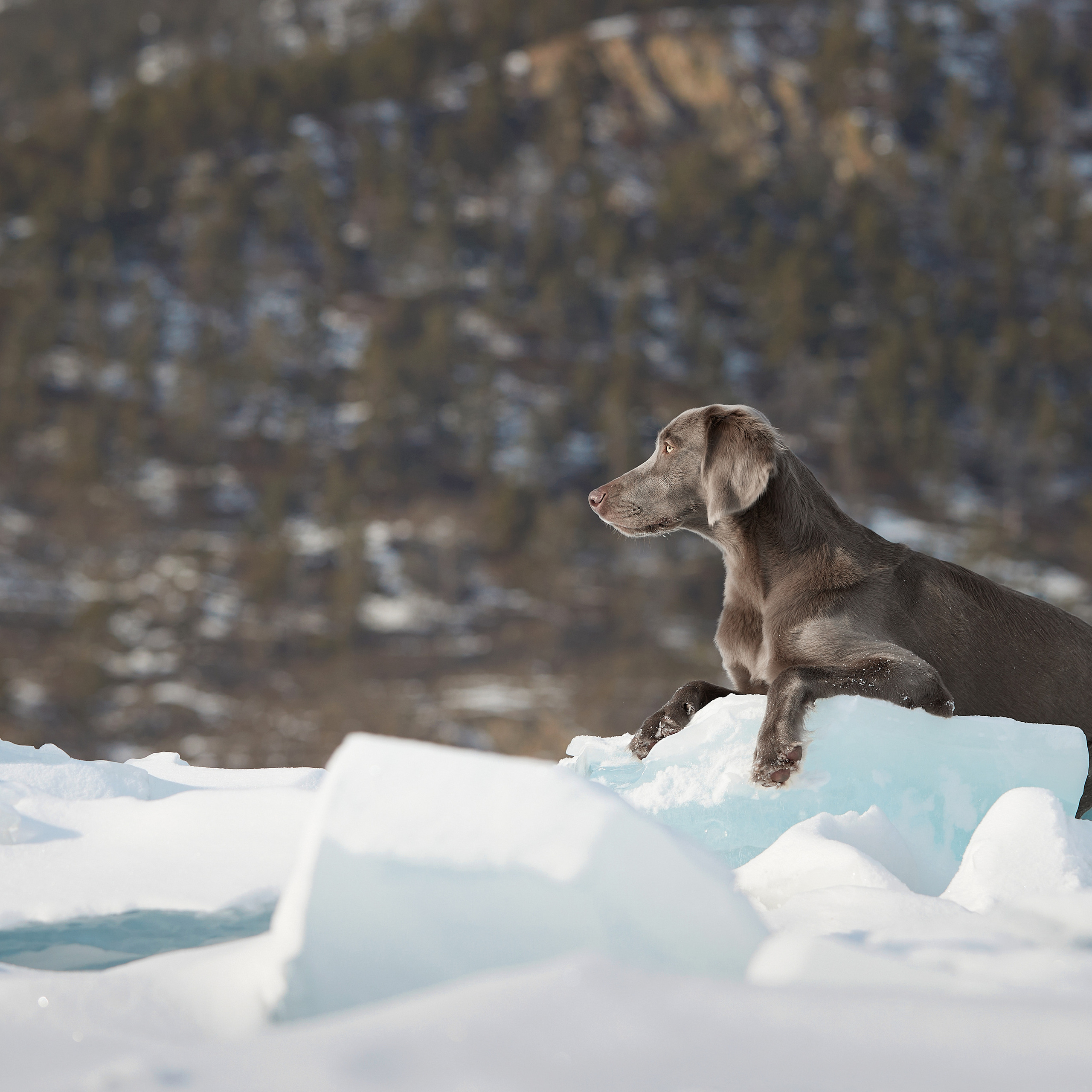 Зимний Workshop и фотосъемки на Байкале. ФОТОГРАФ-АНИМАЛИСТ l LANA POLYAKOVA
