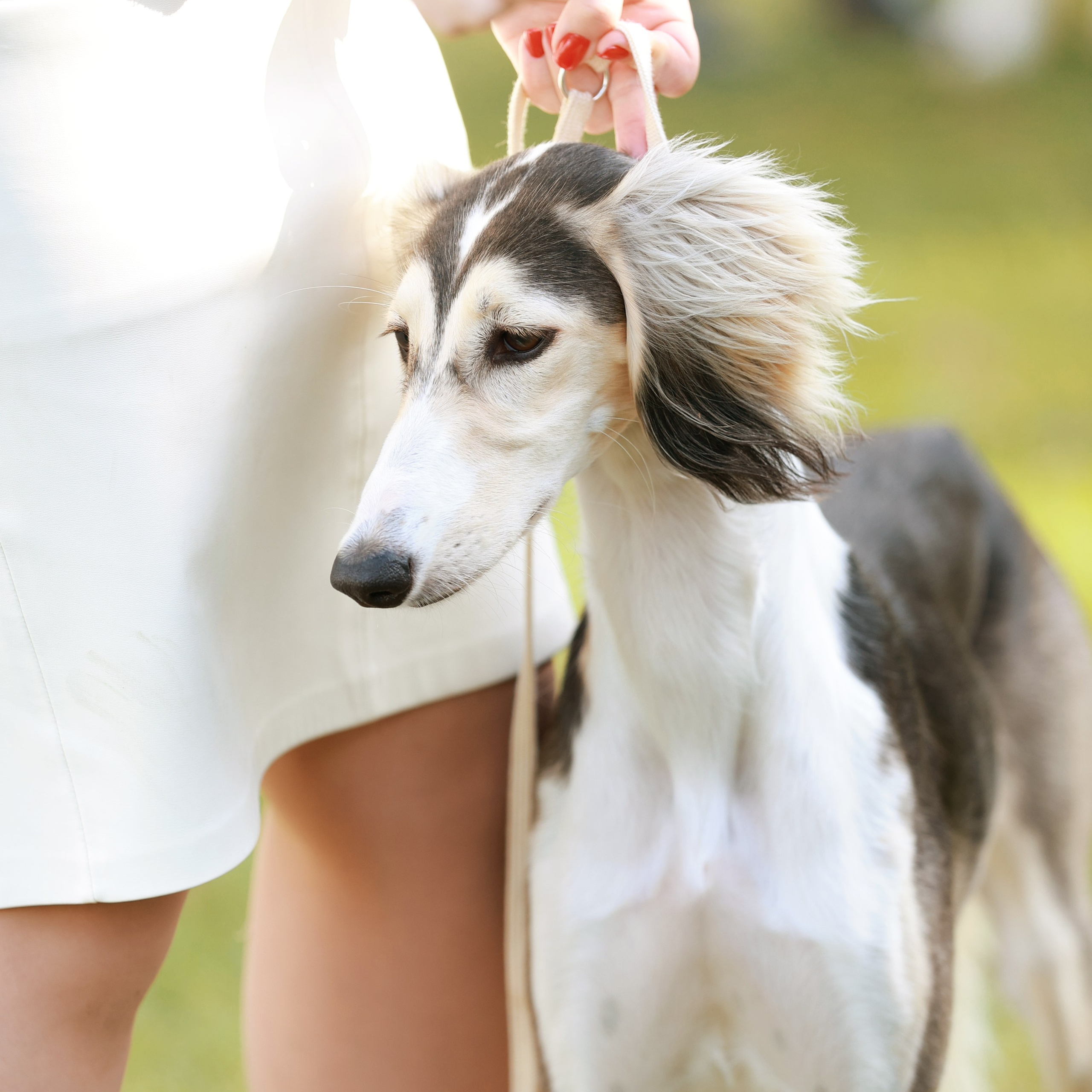27-28.09.2025 ВЫСТАВКИ СОБАК ВСЕХ ПОРОД (САС, ЧРКФ, ЧФ). ФОТОГРАФ-АНИМАЛИСТ l LANA POLYAKOVA
