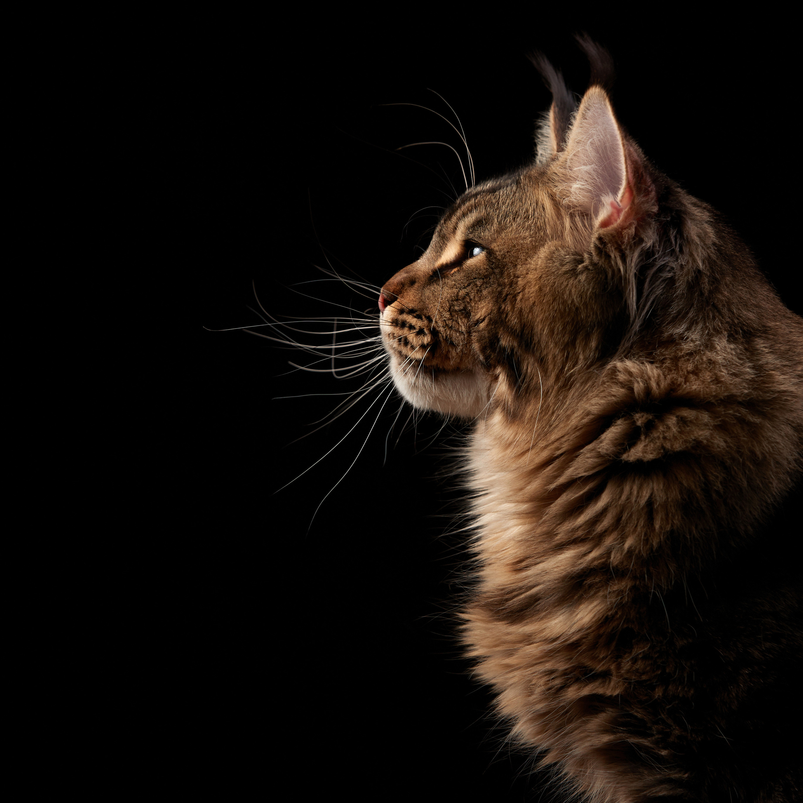 Елисей и Катоша. Фото мейн-кунов. ФОТОГРАФ-АНИМАЛИСТ l LANA POLYAKOVA