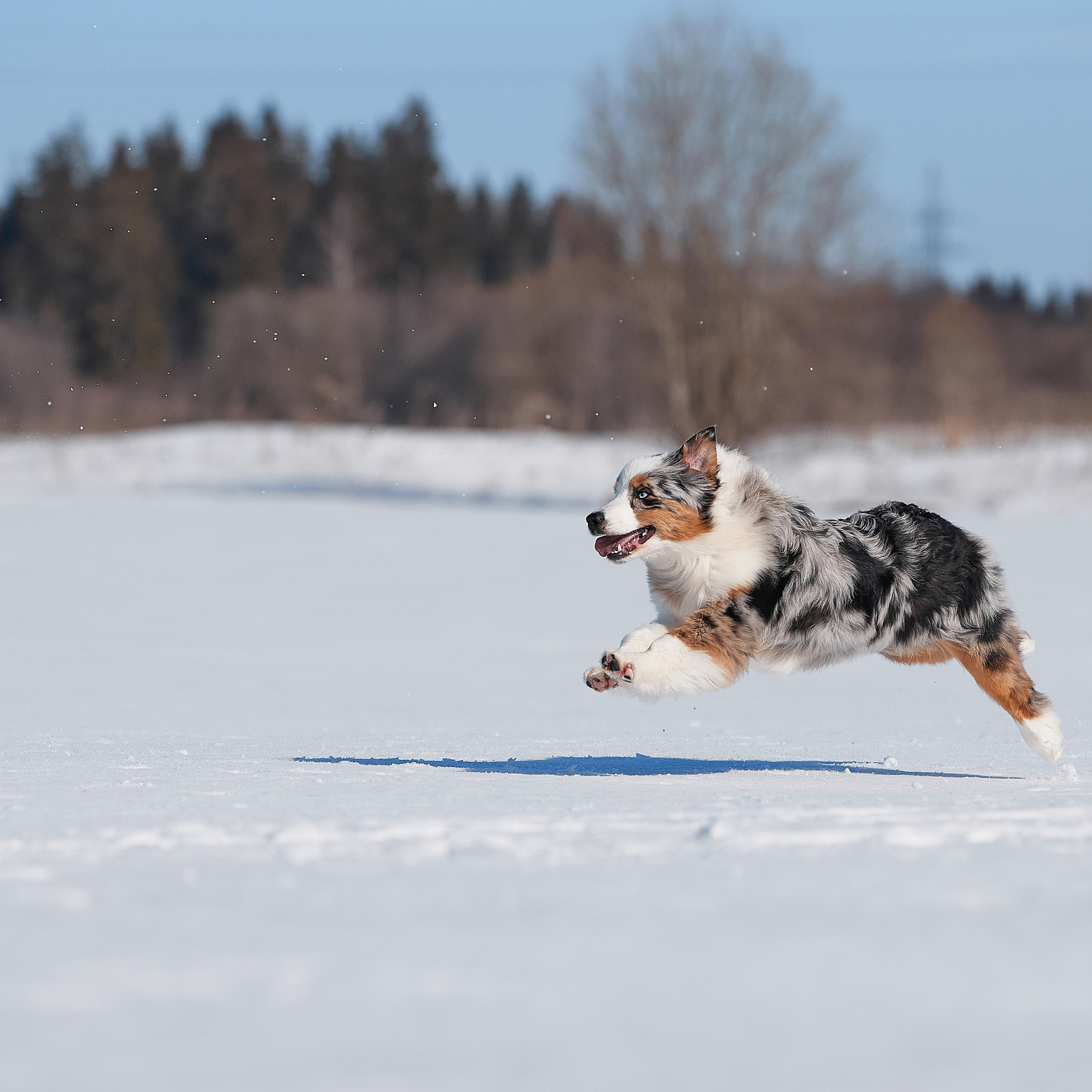 Съешь ещё этих мягких французских булок да выпей чаю. ФОТОГРАФ-АНИМАЛИСТ l LANA POLYAKOVA