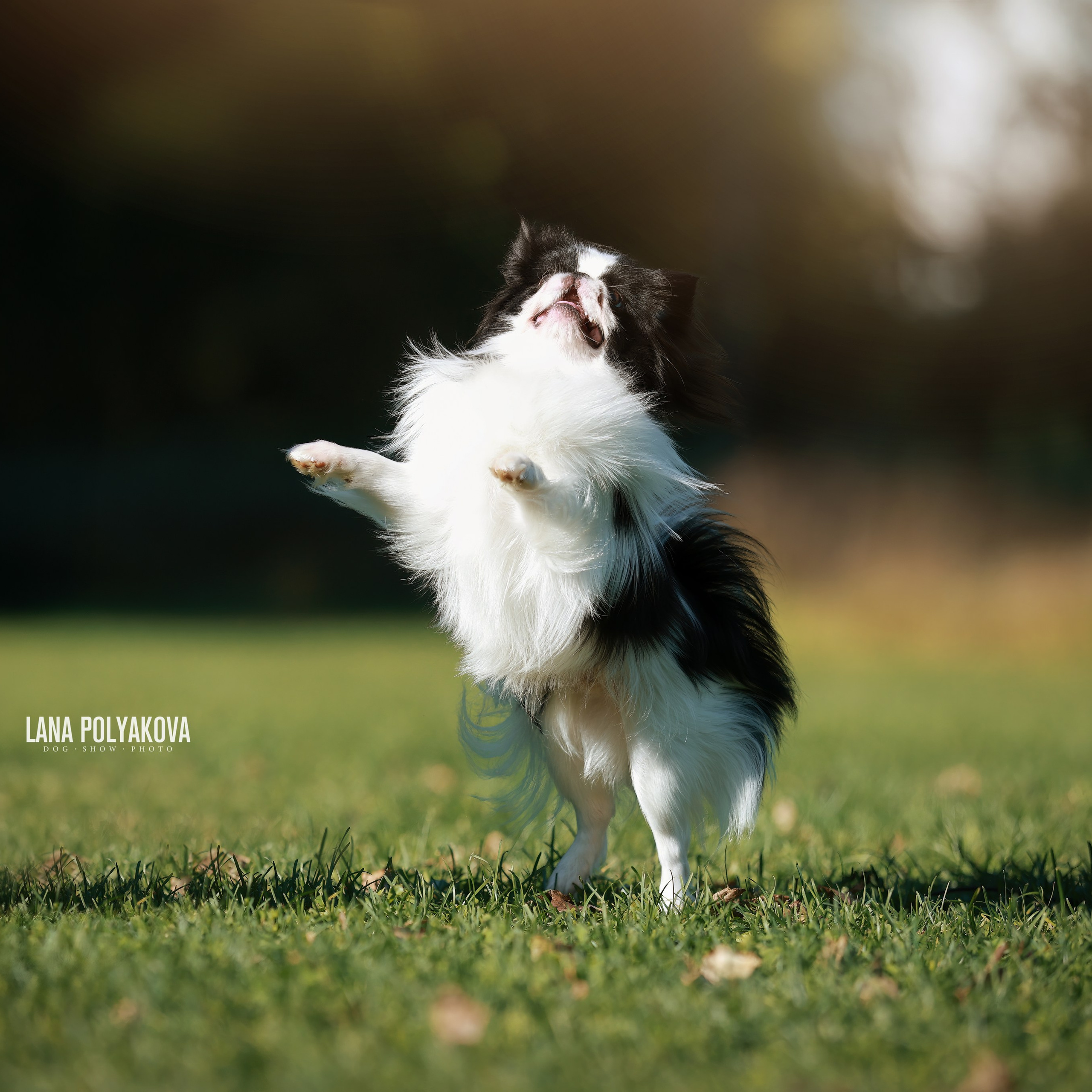 27-28.09.2025 ВЫСТАВКИ СОБАК ВСЕХ ПОРОД (САС, ЧРКФ, ЧФ). ФОТОГРАФ-АНИМАЛИСТ l LANA POLYAKOVA