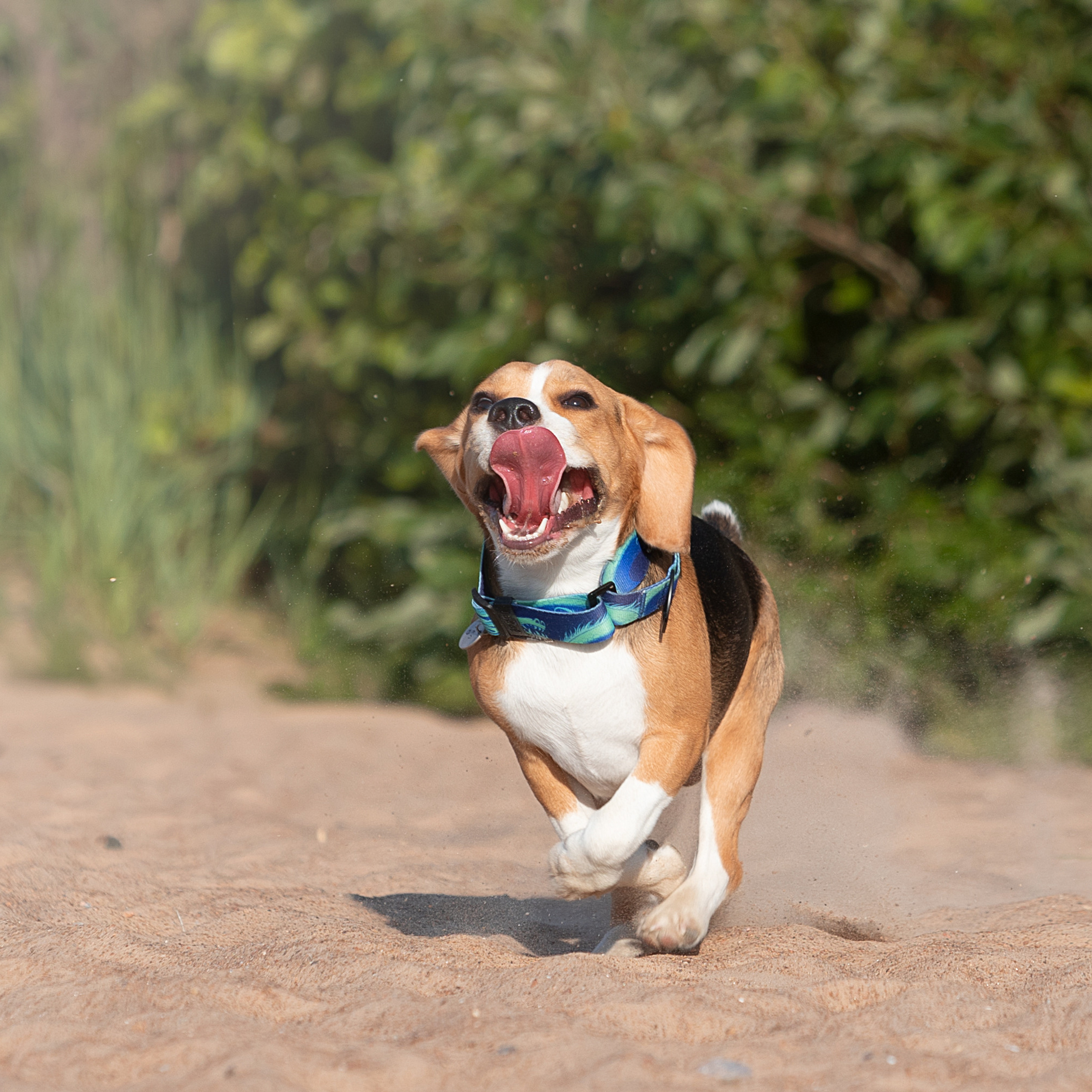WORK-SHOP 16.07.23 завершён. ФОТОГРАФ-АНИМАЛИСТ l LANA POLYAKOVA