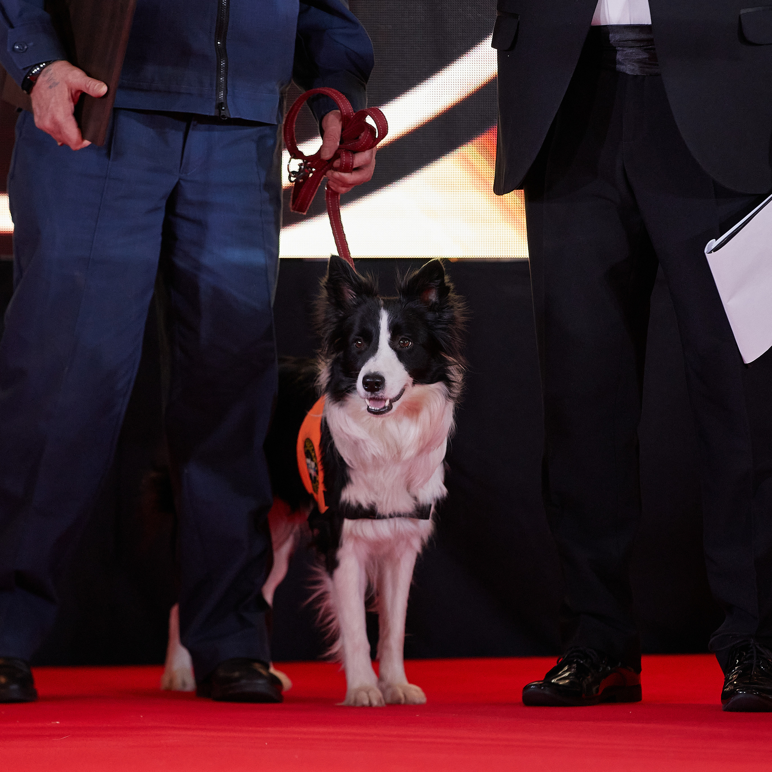 НАГРАЖДЕНИЕ ПОБЕДИТЕЛЕЙ РЕЙТИНГА «BEST RUSSIAN DOG» 2020. ФОТОГРАФ-АНИМАЛИСТ l LANA POLYAKOVA