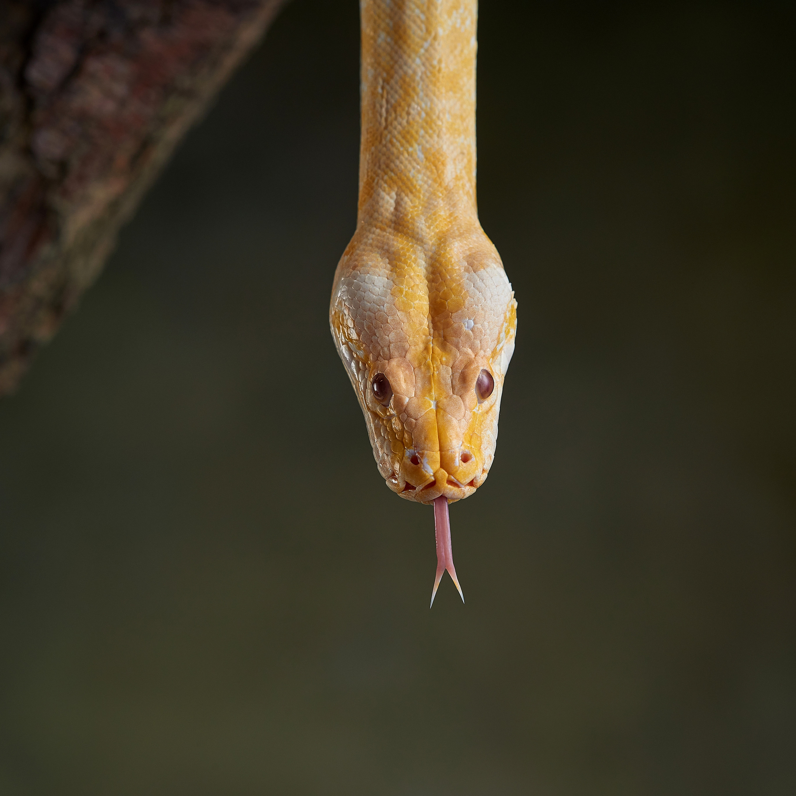 Тайная жизнь твоих соседей. МК по экзотам. ФОТОГРАФ-АНИМАЛИСТ l LANA POLYAKOVA