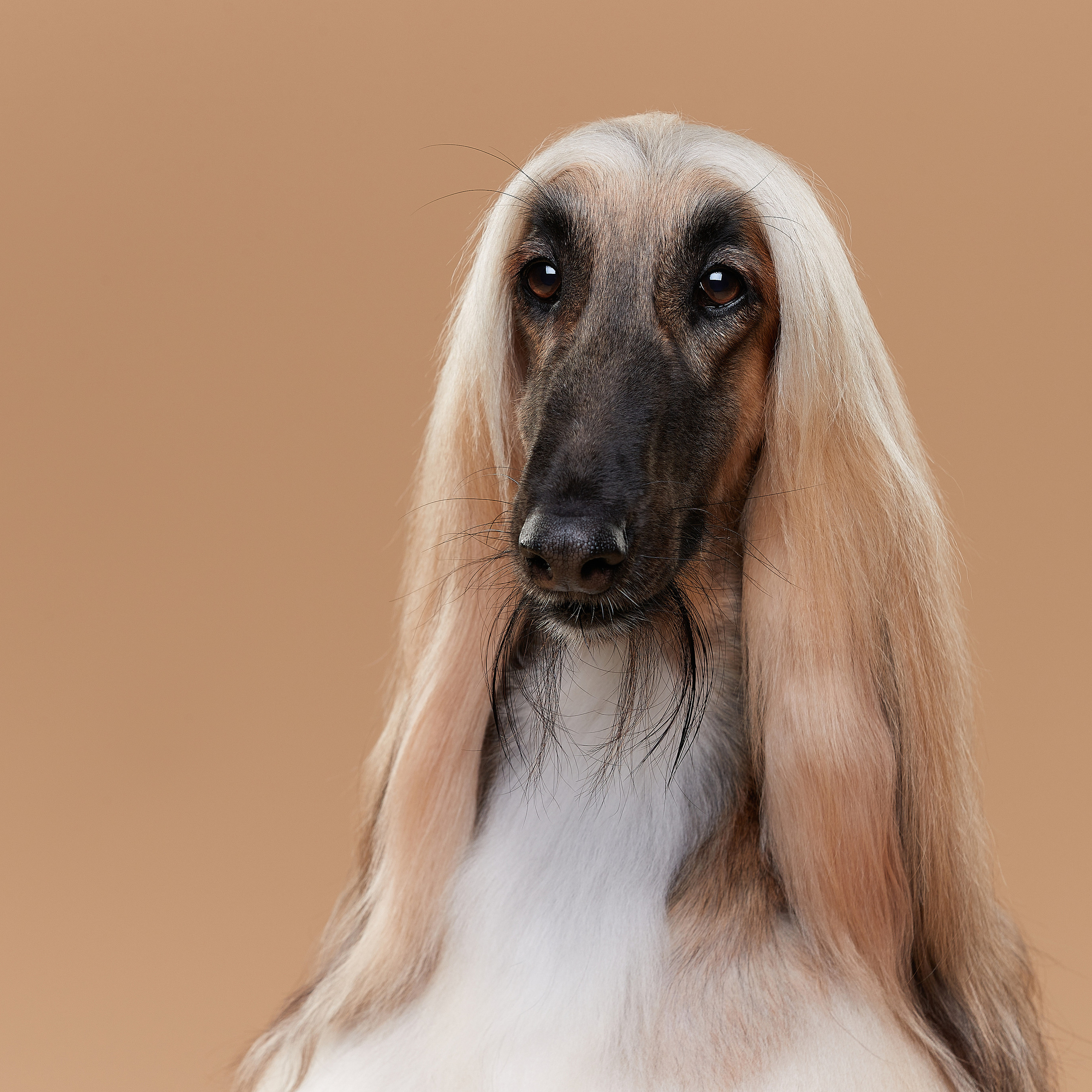 Мишель. Афганская борзая. ФОТОГРАФ-АНИМАЛИСТ l LANA POLYAKOVA