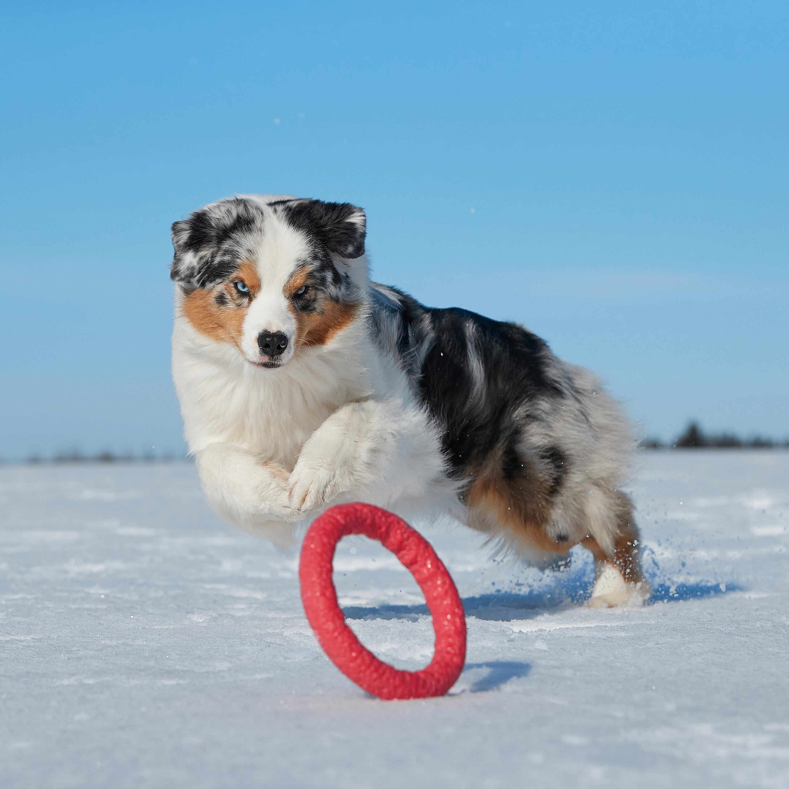 Съешь ещё этих мягких французских булок да выпей чаю. ФОТОГРАФ-АНИМАЛИСТ l LANA POLYAKOVA