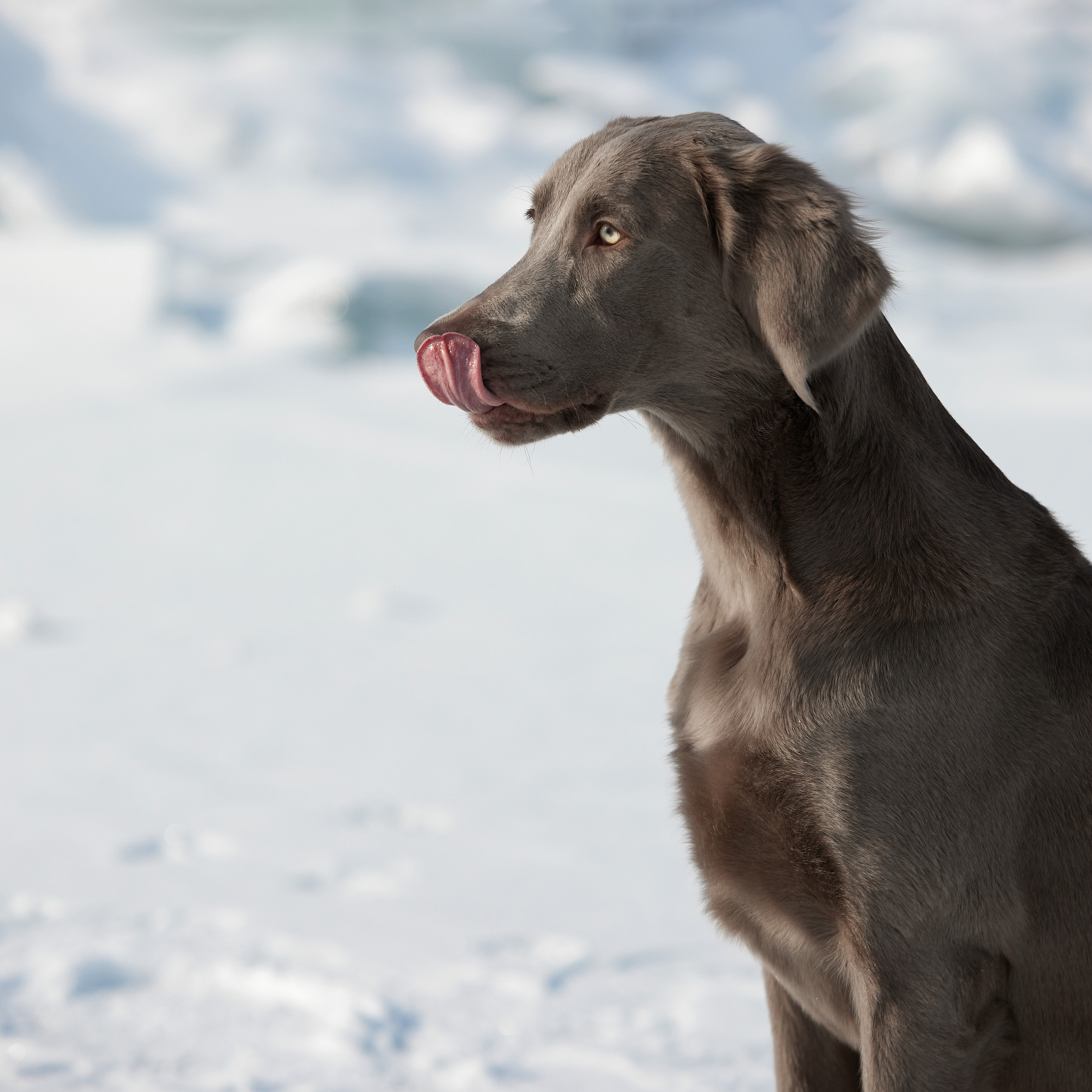 Зимний Workshop и фотосъемки на Байкале. ФОТОГРАФ-АНИМАЛИСТ l LANA POLYAKOVA