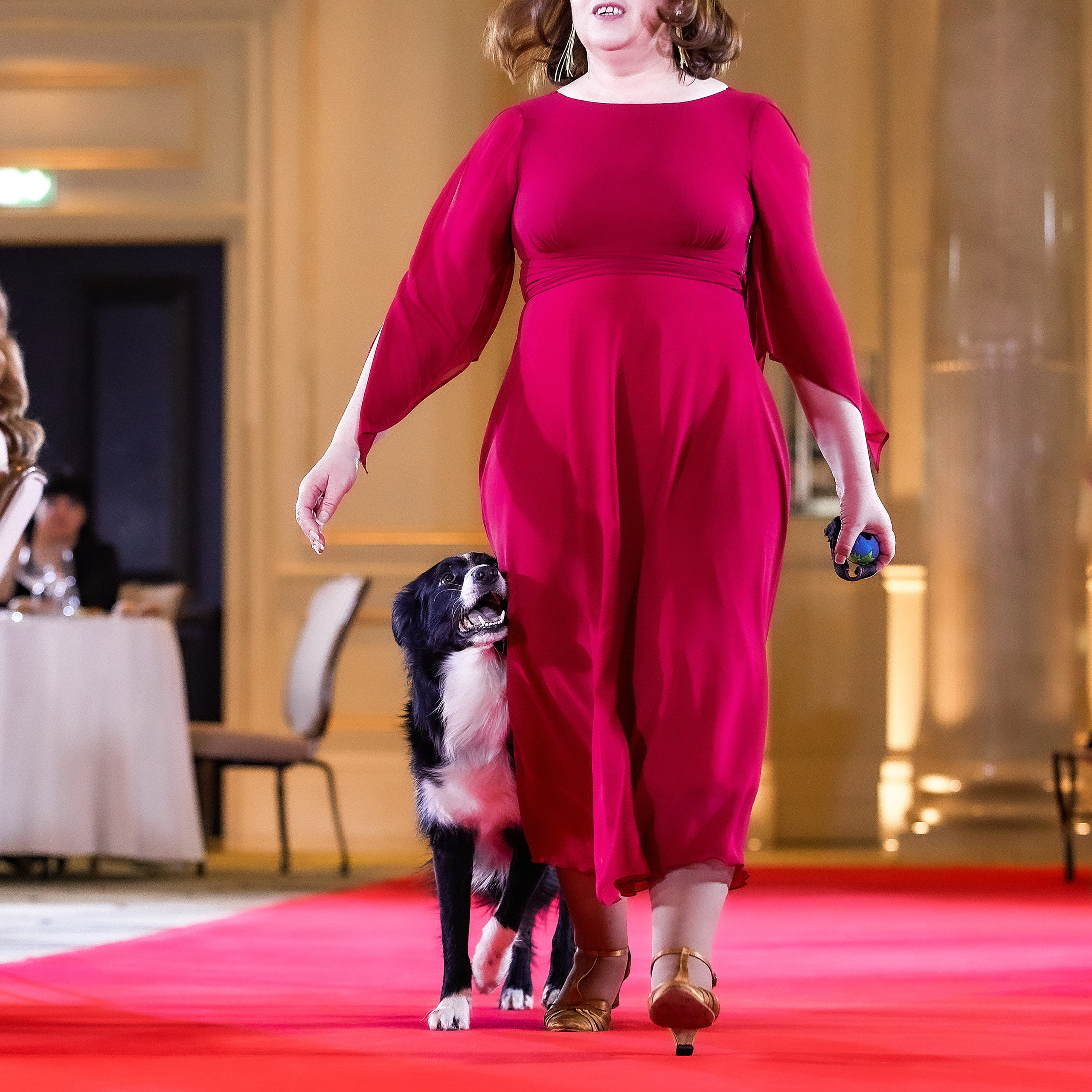 Репортаж с церемонии «BEST RUSSIAN DOG 2021». ФОТОГРАФ-АНИМАЛИСТ l LANA POLYAKOVA