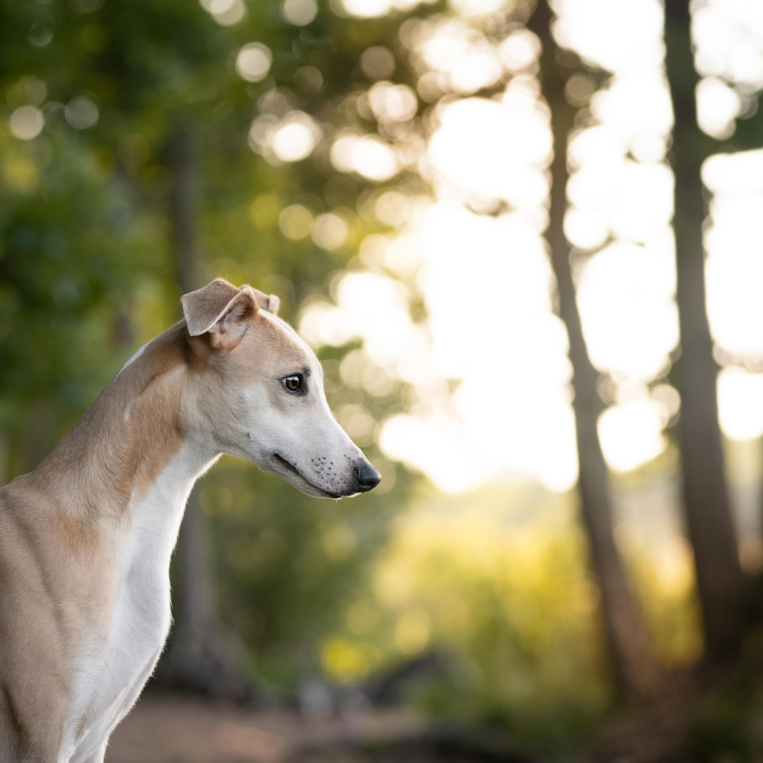 WORK-SHOP 16.07.23 завершён. ФОТОГРАФ-АНИМАЛИСТ l LANA POLYAKOVA