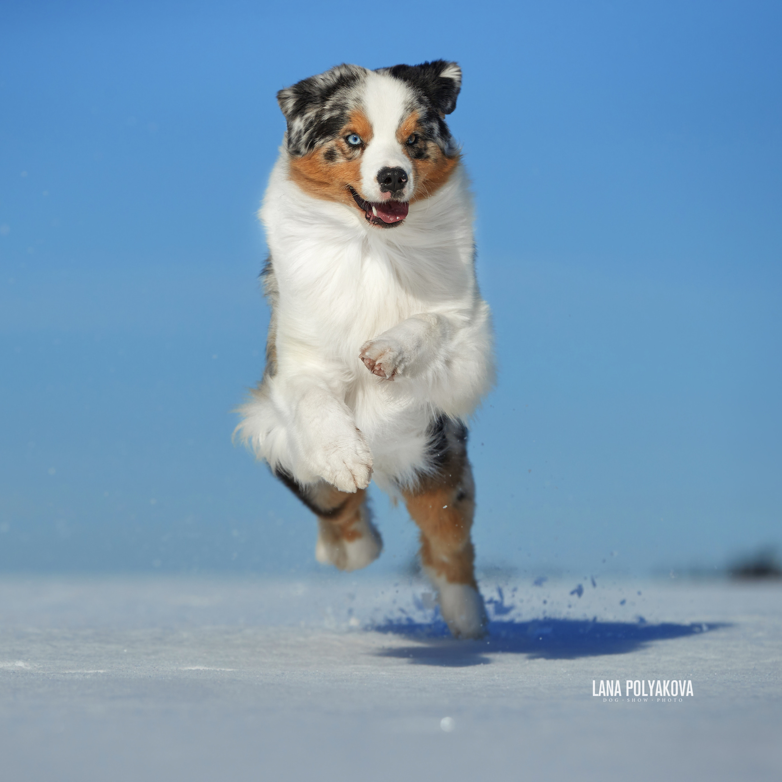 Австралийская овчарка, аусси питомник APPLEDORE